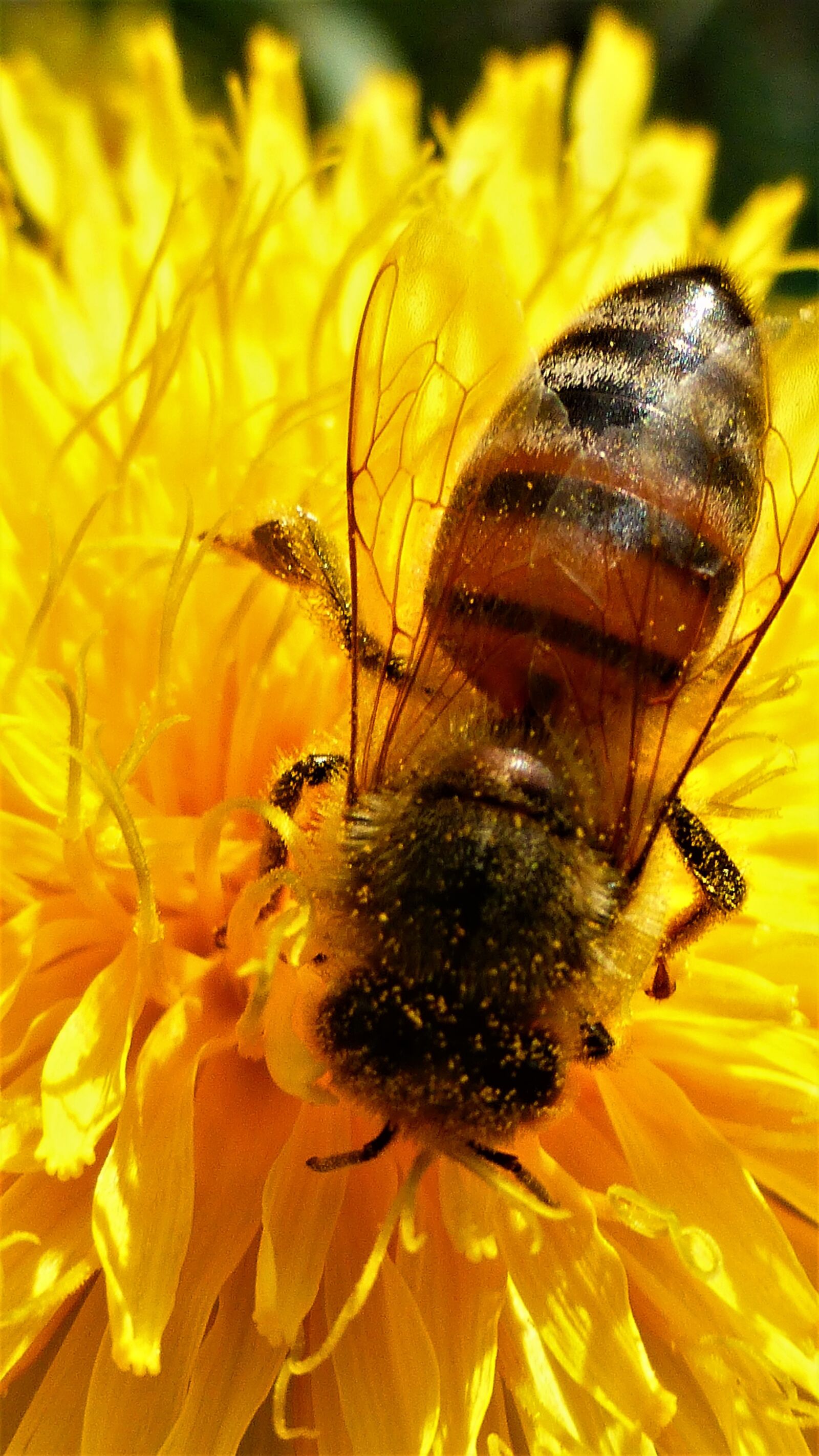 Panasonic Lumix DMC-ZS25 (Lumix DMC-TZ35) sample photo. Insect, nature, bee photography