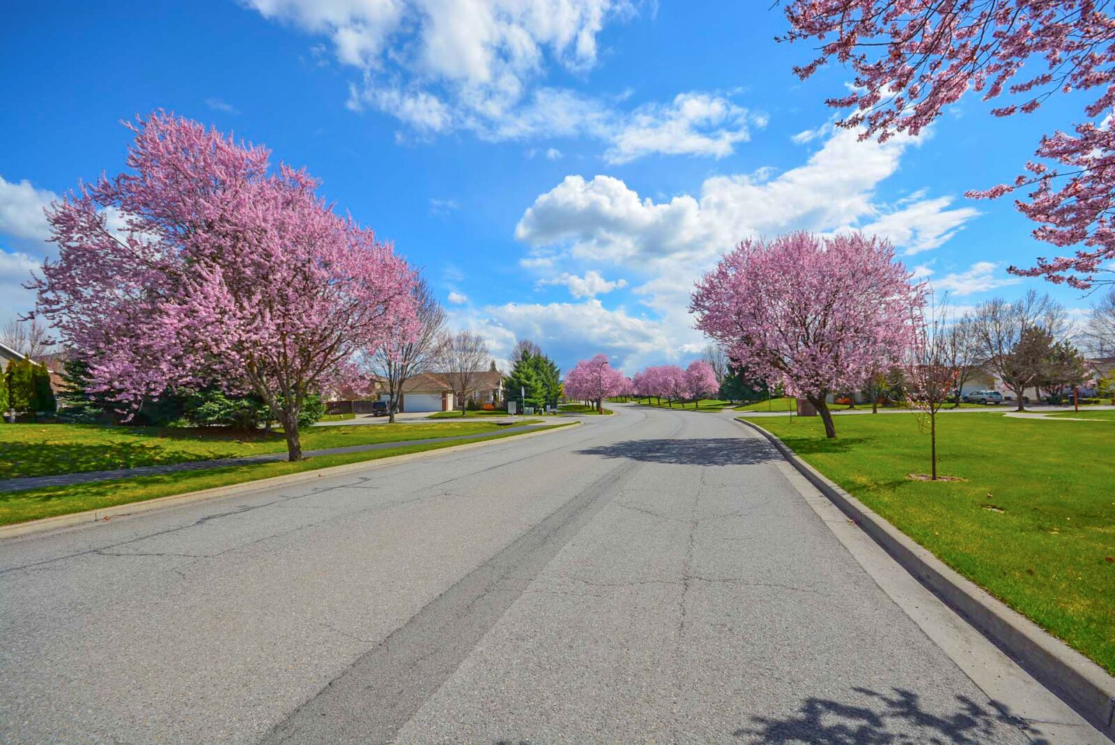 Nikon D5200 sample photo. Trees, spring, residential photography
