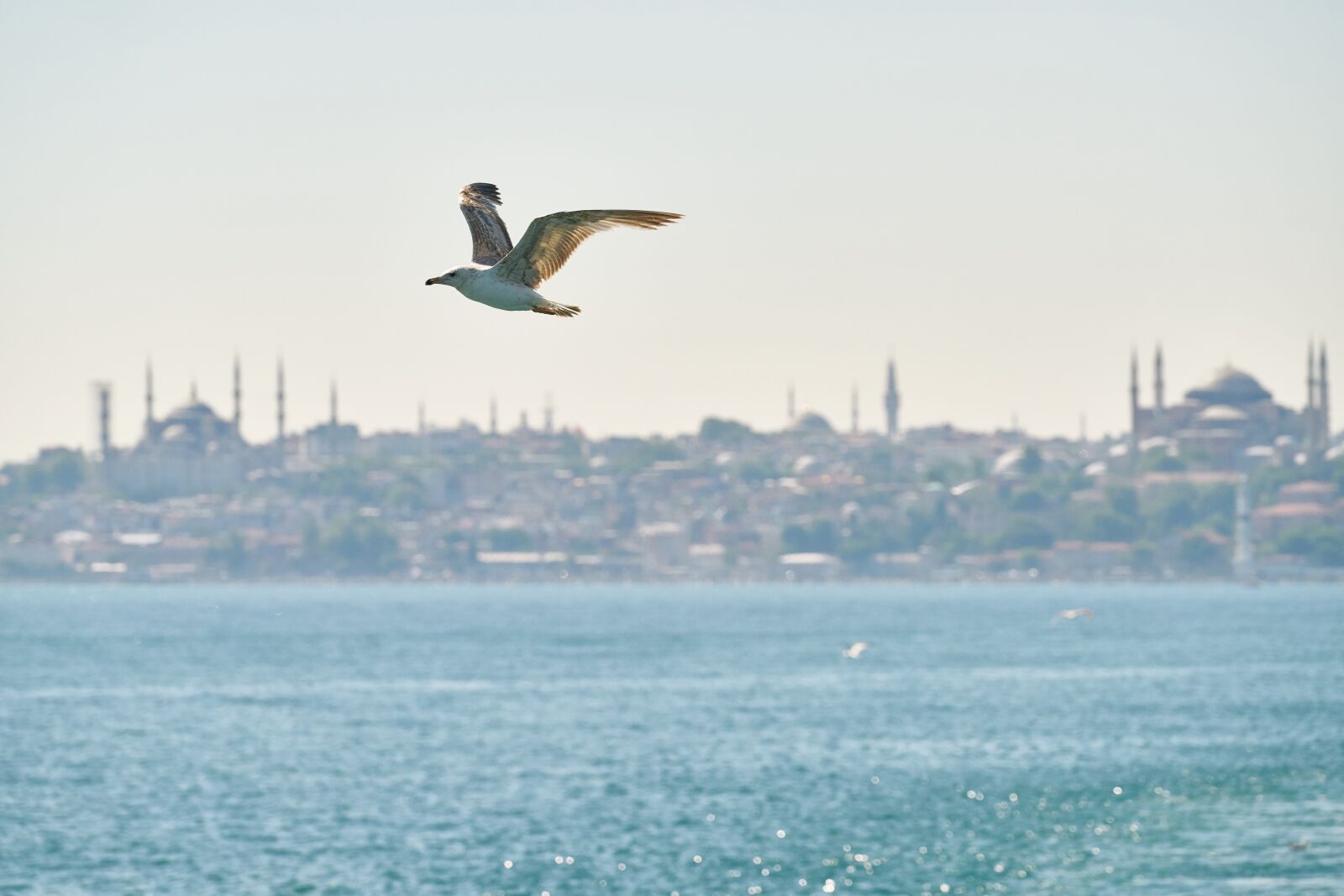 Sony FE 70-200mm F4 G OSS sample photo. March, gulls, bird photography