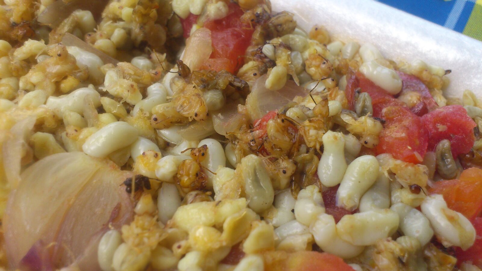Sony Ericsson Xperia ray sample photo. And, larvae, ant, larvae photography