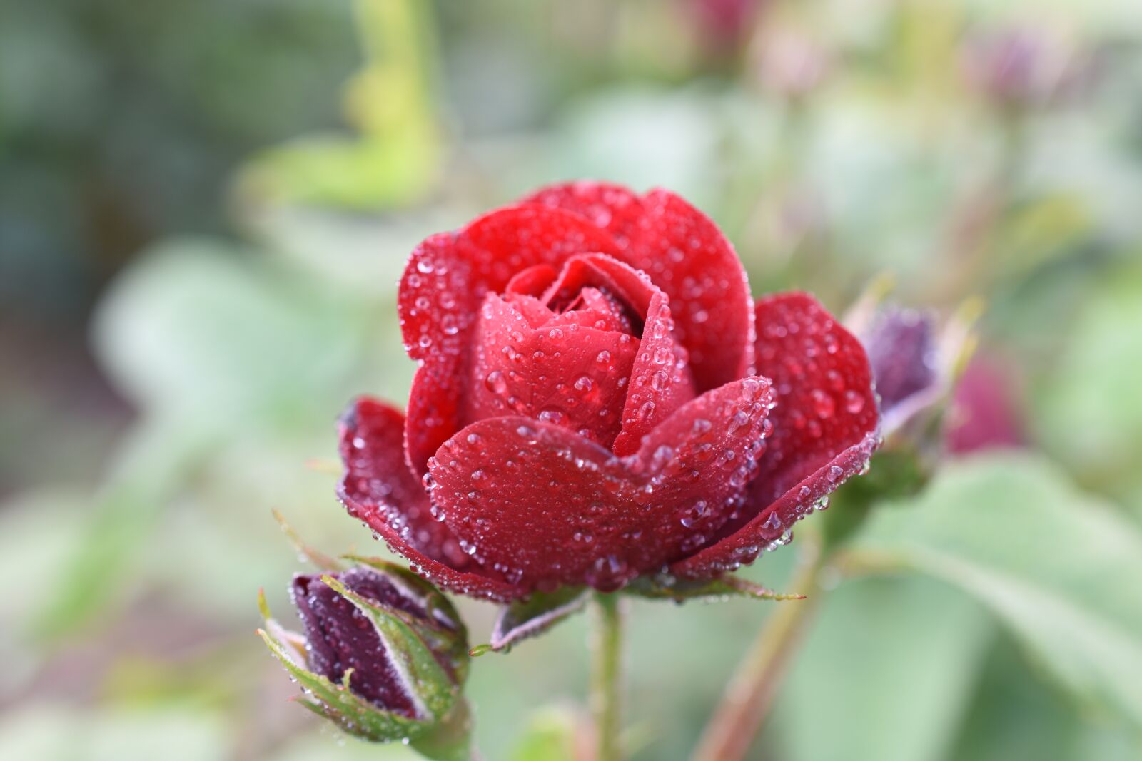 Nikon D7200 sample photo. Rose, trickle, affix photography