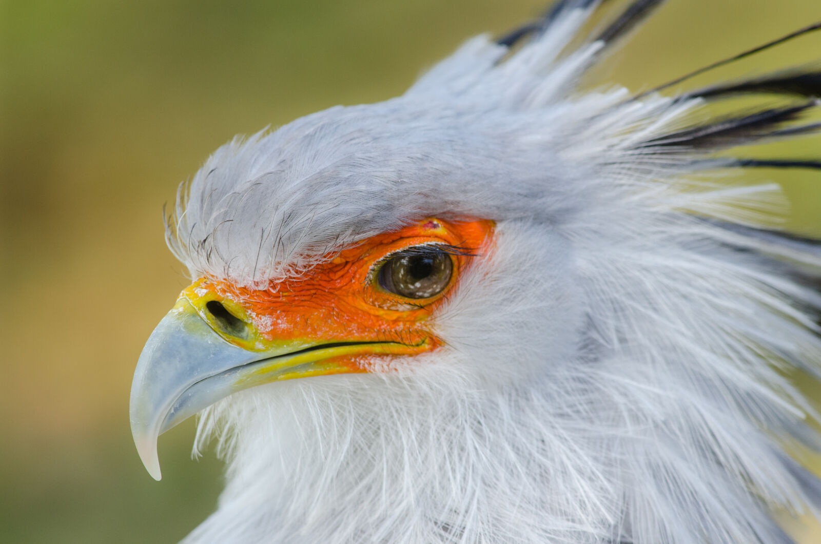 Nikon D7000 + Sigma APO Tele Macro 300mm F4 sample photo