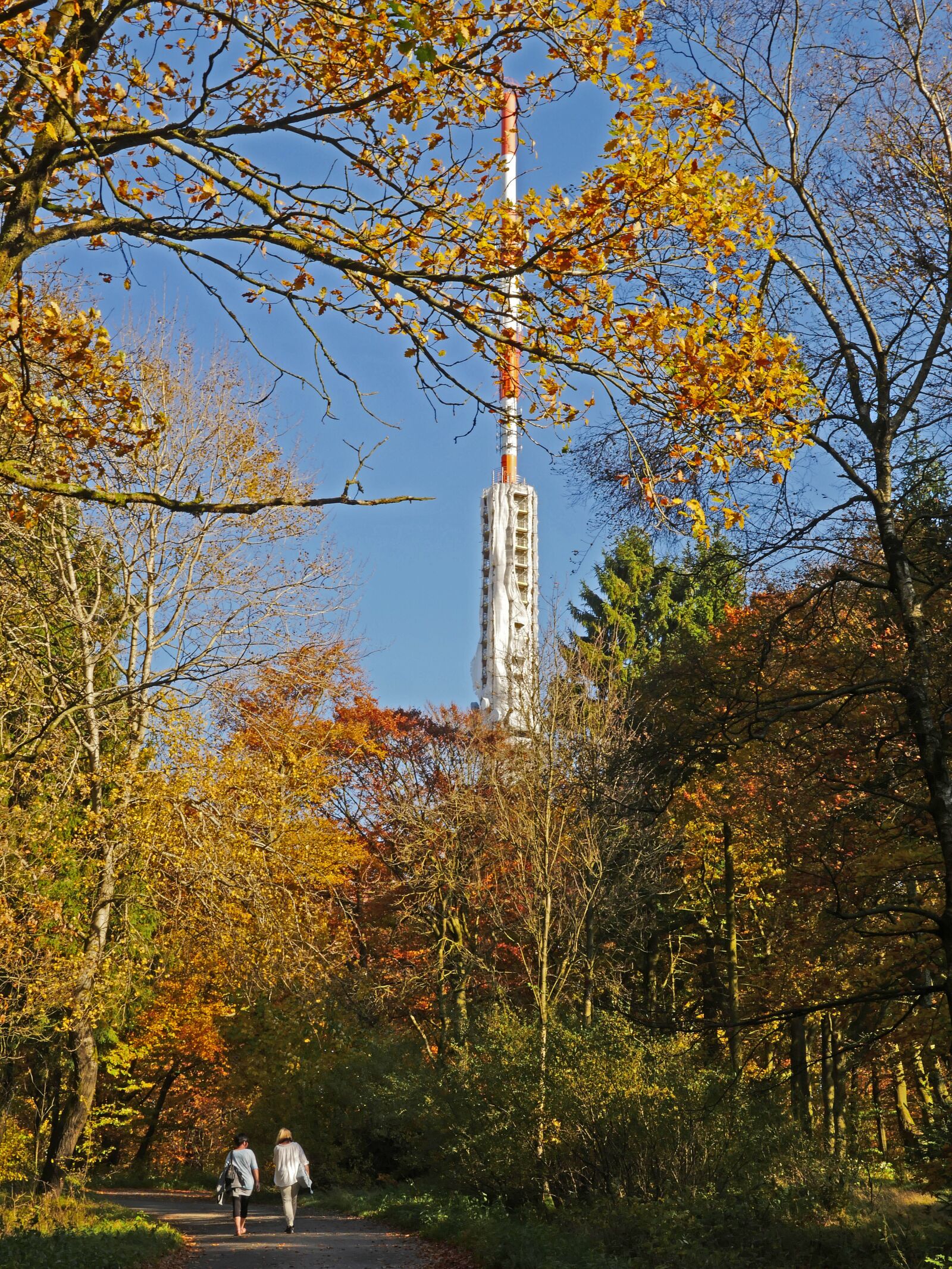 Panasonic Lumix DMC-GX8 sample photo. Autumn forest, sauerland, northern photography