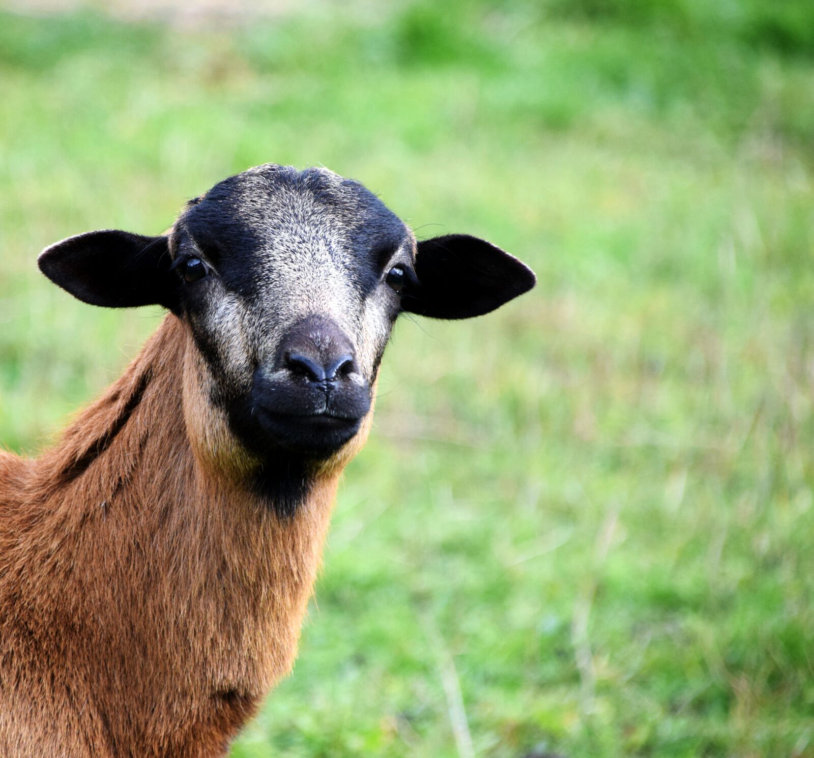 Nikon D3300 sample photo. Sheep, curious, animal photography