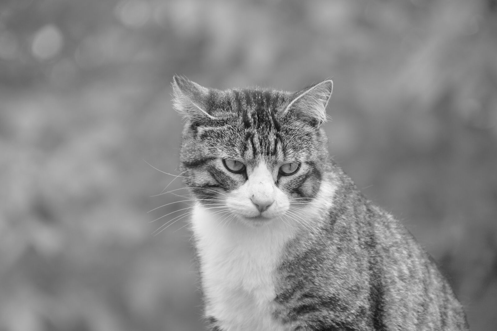 Nikon D5600 sample photo. Cat, feline, black and photography