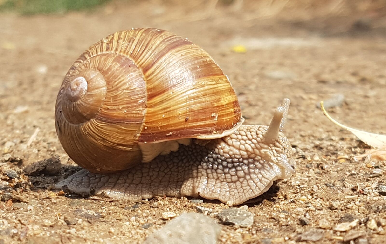 Samsung Galaxy S7 sample photo. Snail, worm, snails photography