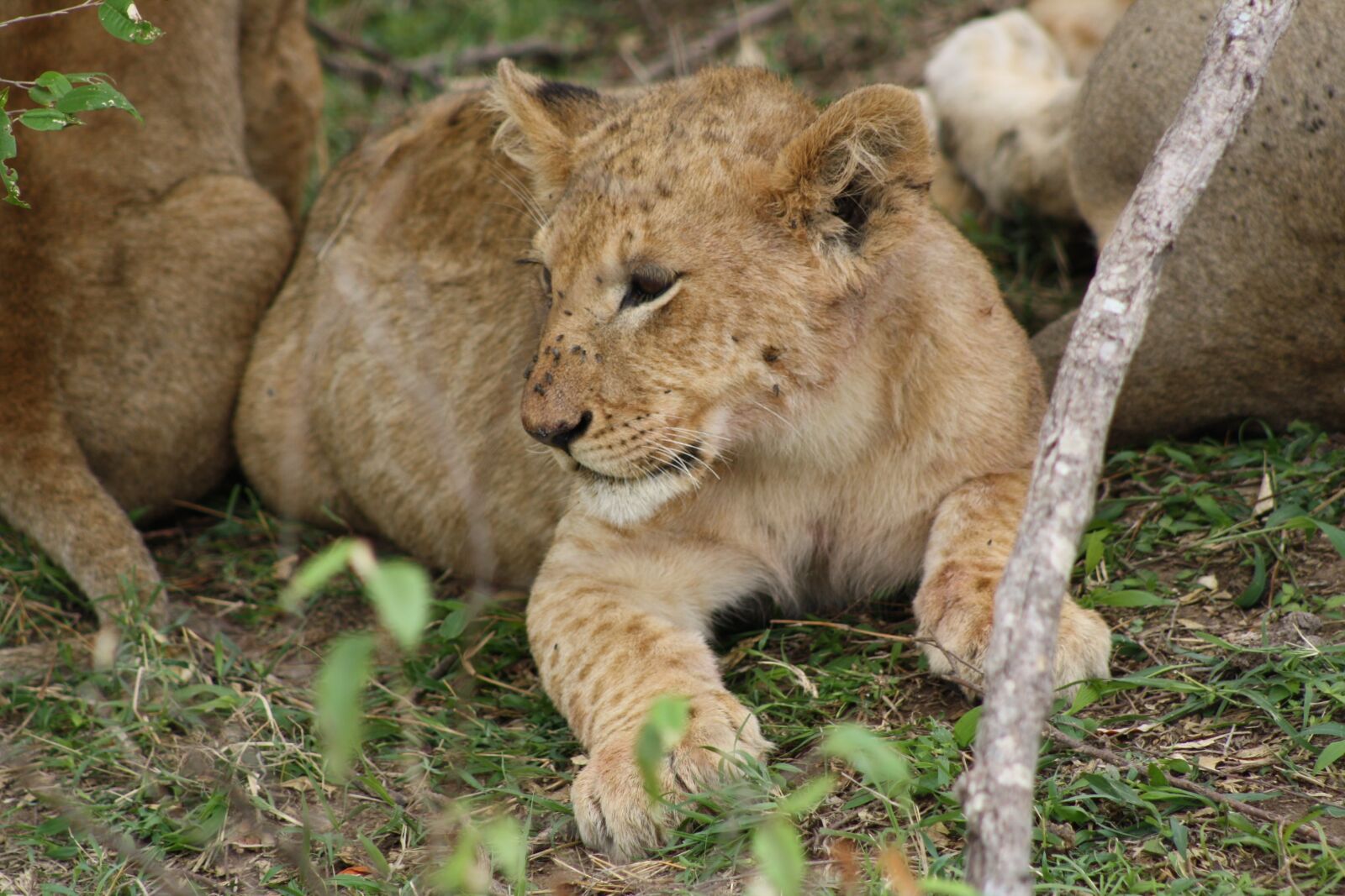 Canon EOS 1000D (EOS Digital Rebel XS / EOS Kiss F) sample photo. Lion cub, resting, wildlife photography