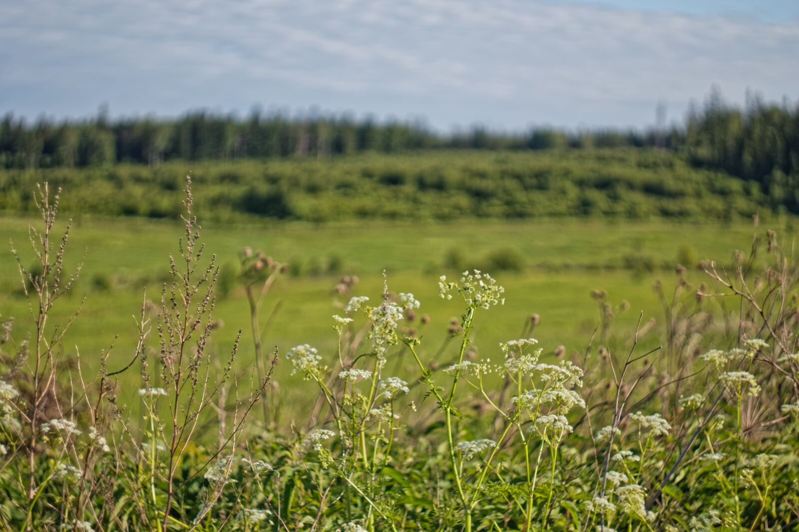 Canon EOS 1100D (EOS Rebel T3 / EOS Kiss X50) sample photo. Field, landscape, grass photography