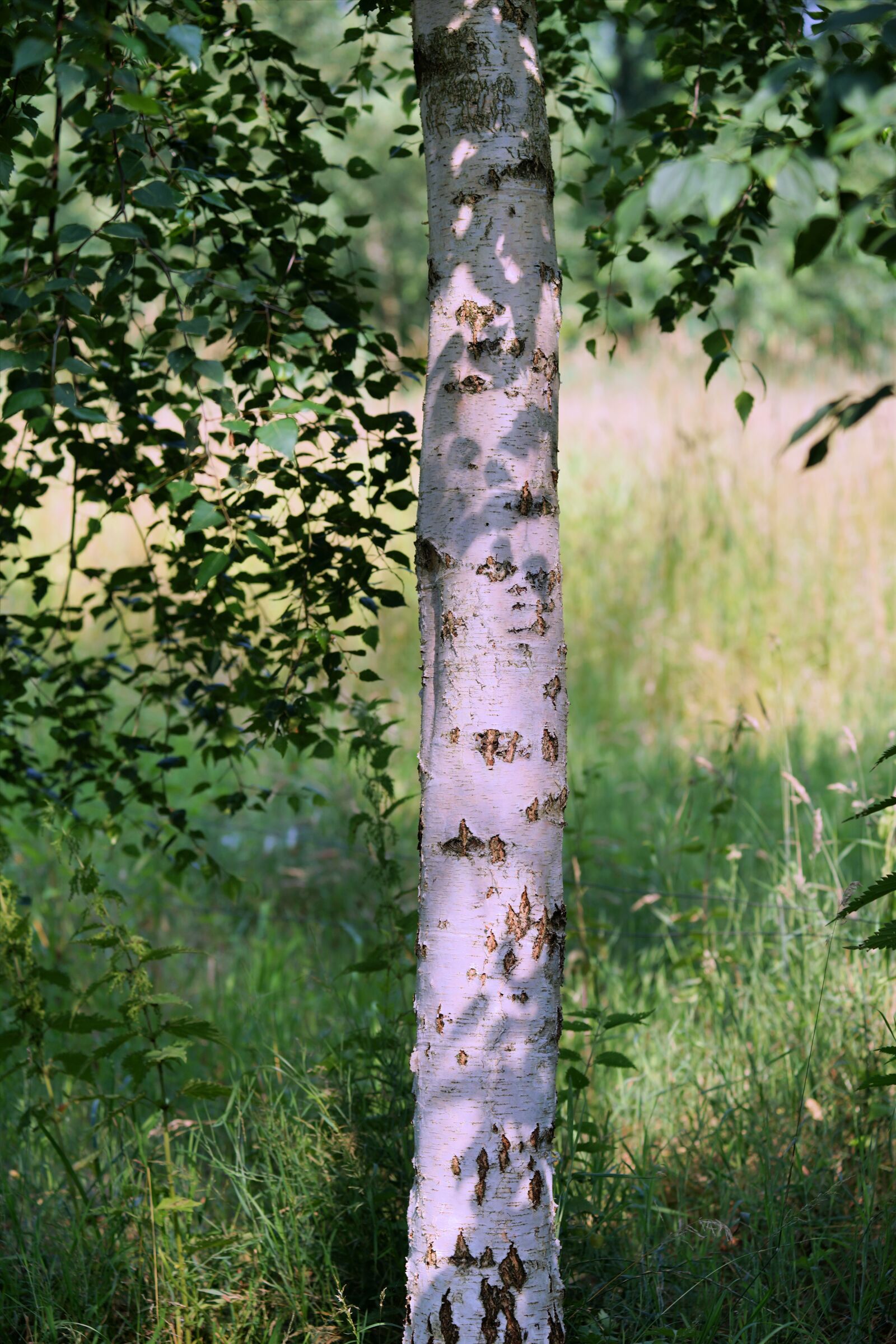 Sony a99 II + Minolta AF 80-200mm F2.8 HS-APO G sample photo. Tree, birch, summer photography