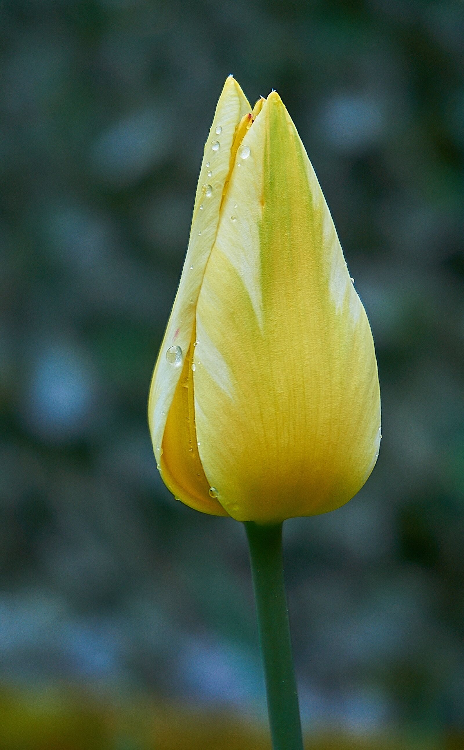 Sony a6000 sample photo. Tulip, tulpenbluete, bud photography