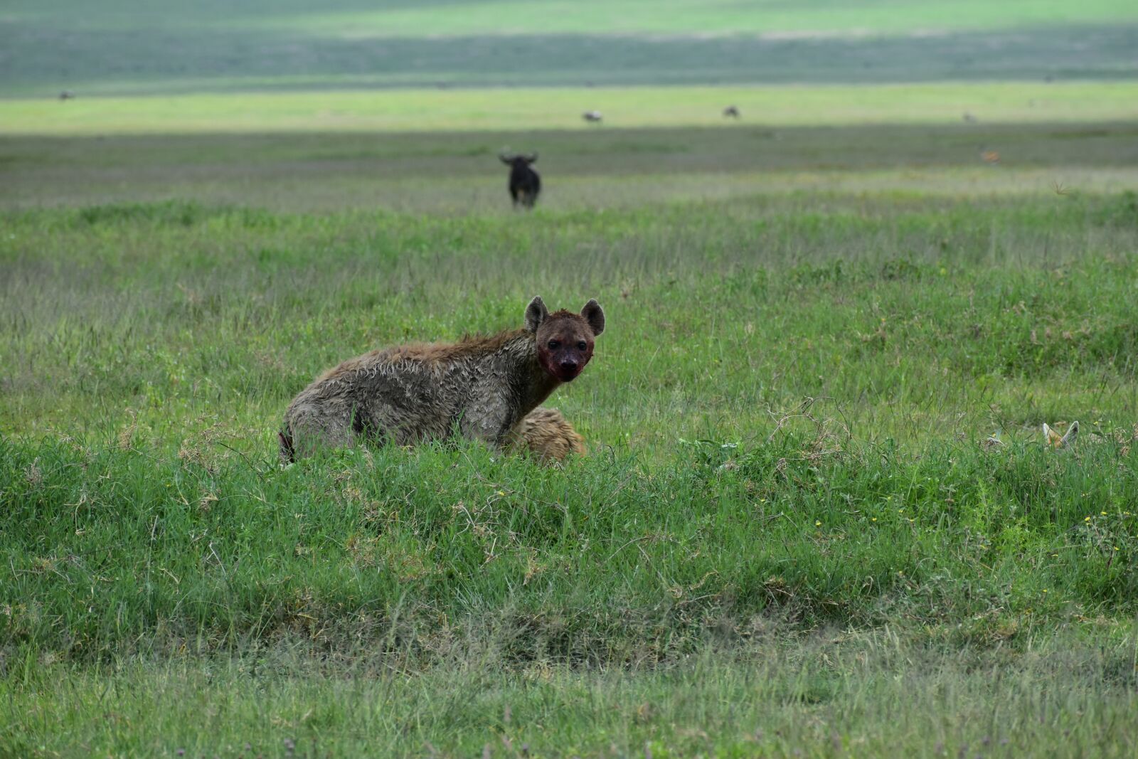 Nikon D7200 sample photo. Africa, animals, hyena photography