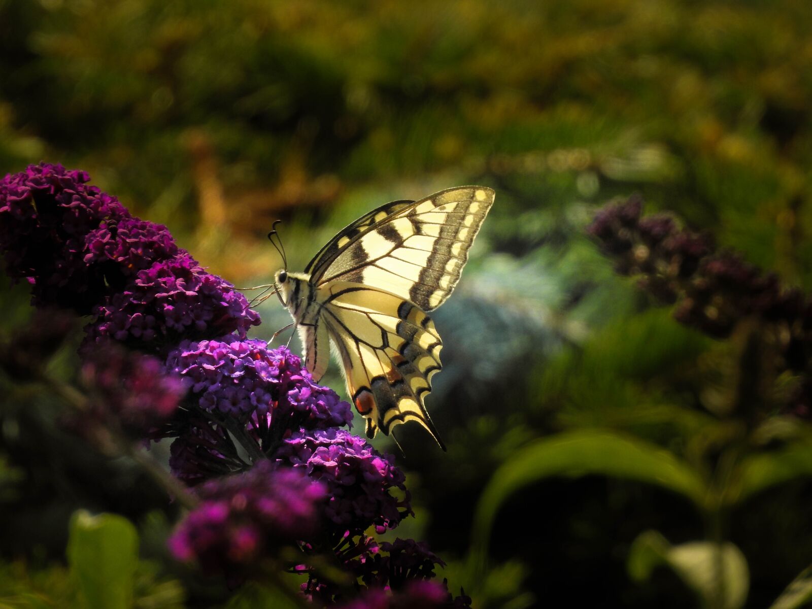 Nikon Coolpix P900 sample photo. Butterfly, dovetail, nature photography