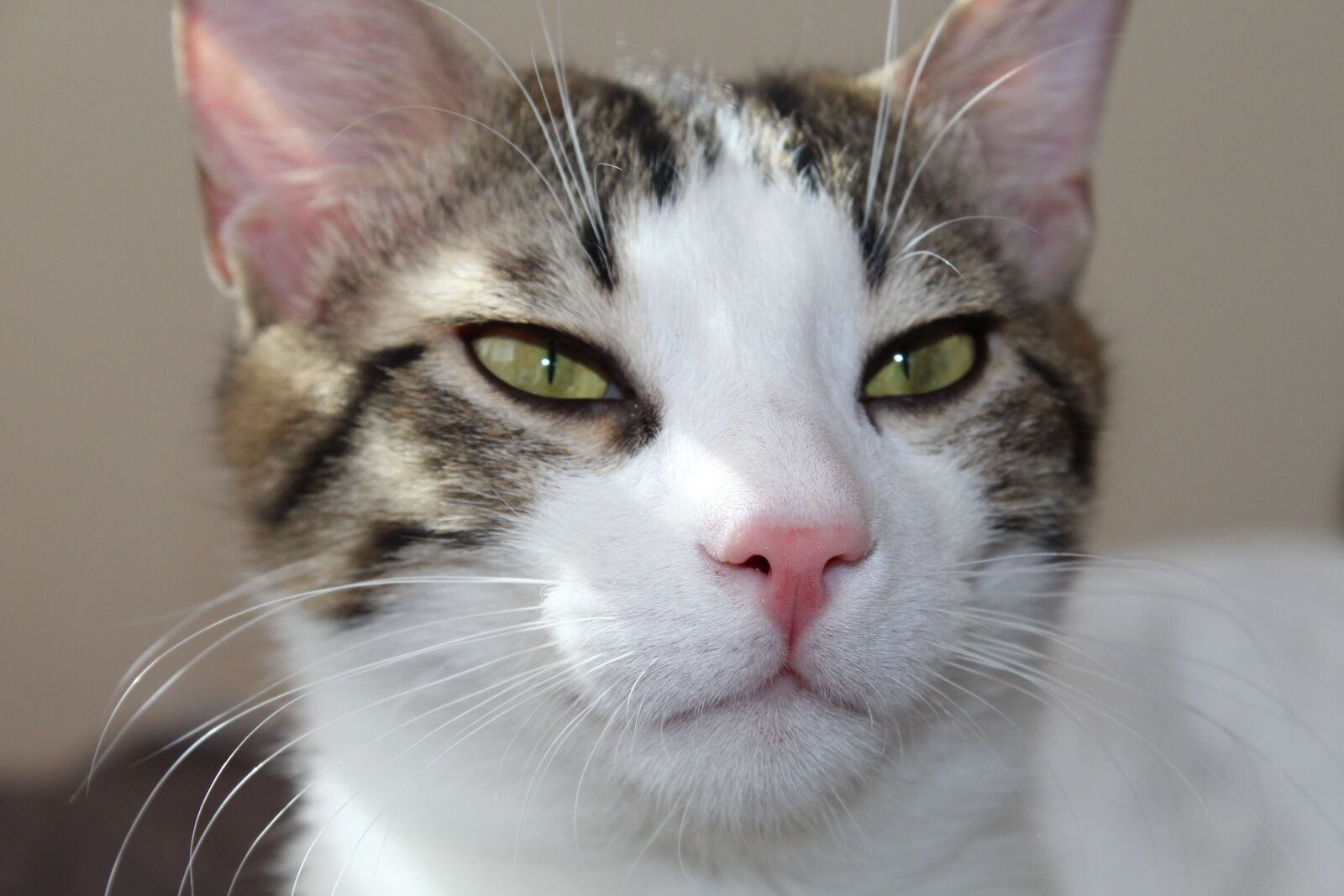 Canon EOS 1300D (EOS Rebel T6 / EOS Kiss X80) sample photo. Cat, pat, kitten photography