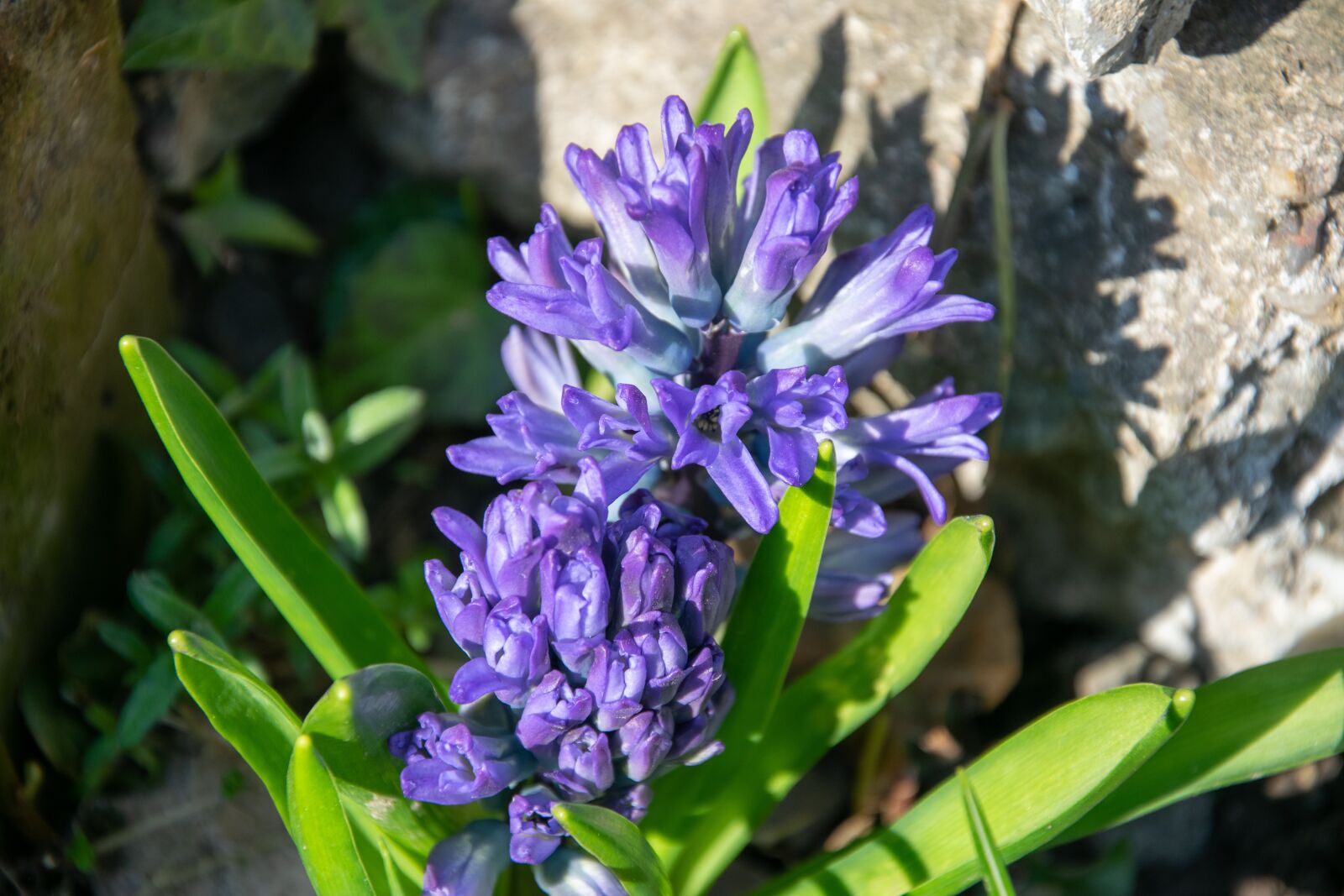 Nikon D3300 sample photo. Hyacinth, flowers, garden photography