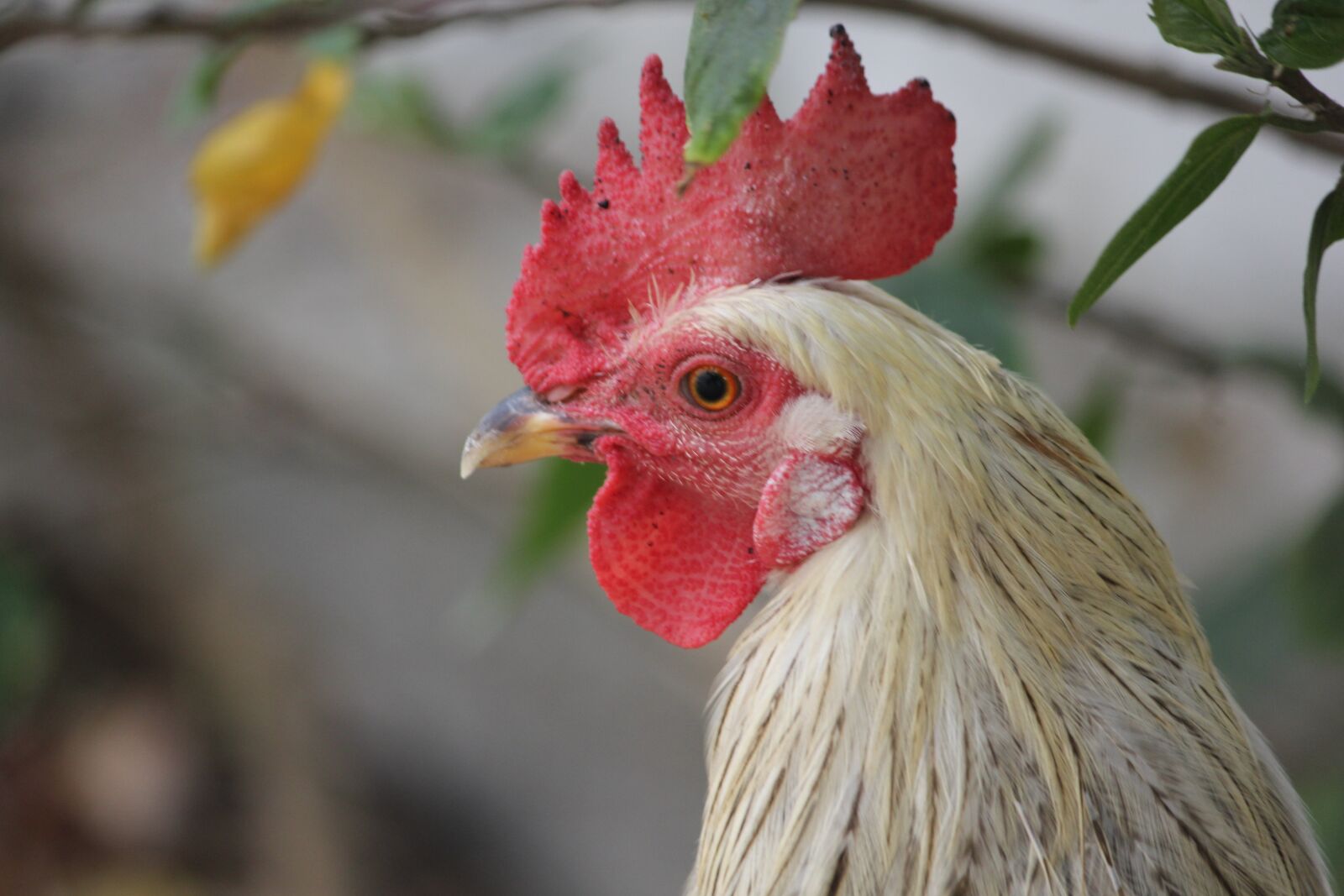 Canon EOS 550D (EOS Rebel T2i / EOS Kiss X4) sample photo. Rooster, white, young photography