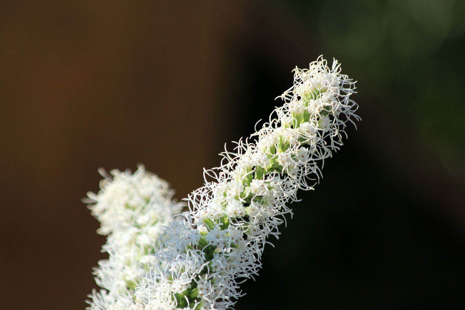 Canon EOS 650D (EOS Rebel T4i / EOS Kiss X6i) sample photo. Liatris, flower, nature photography