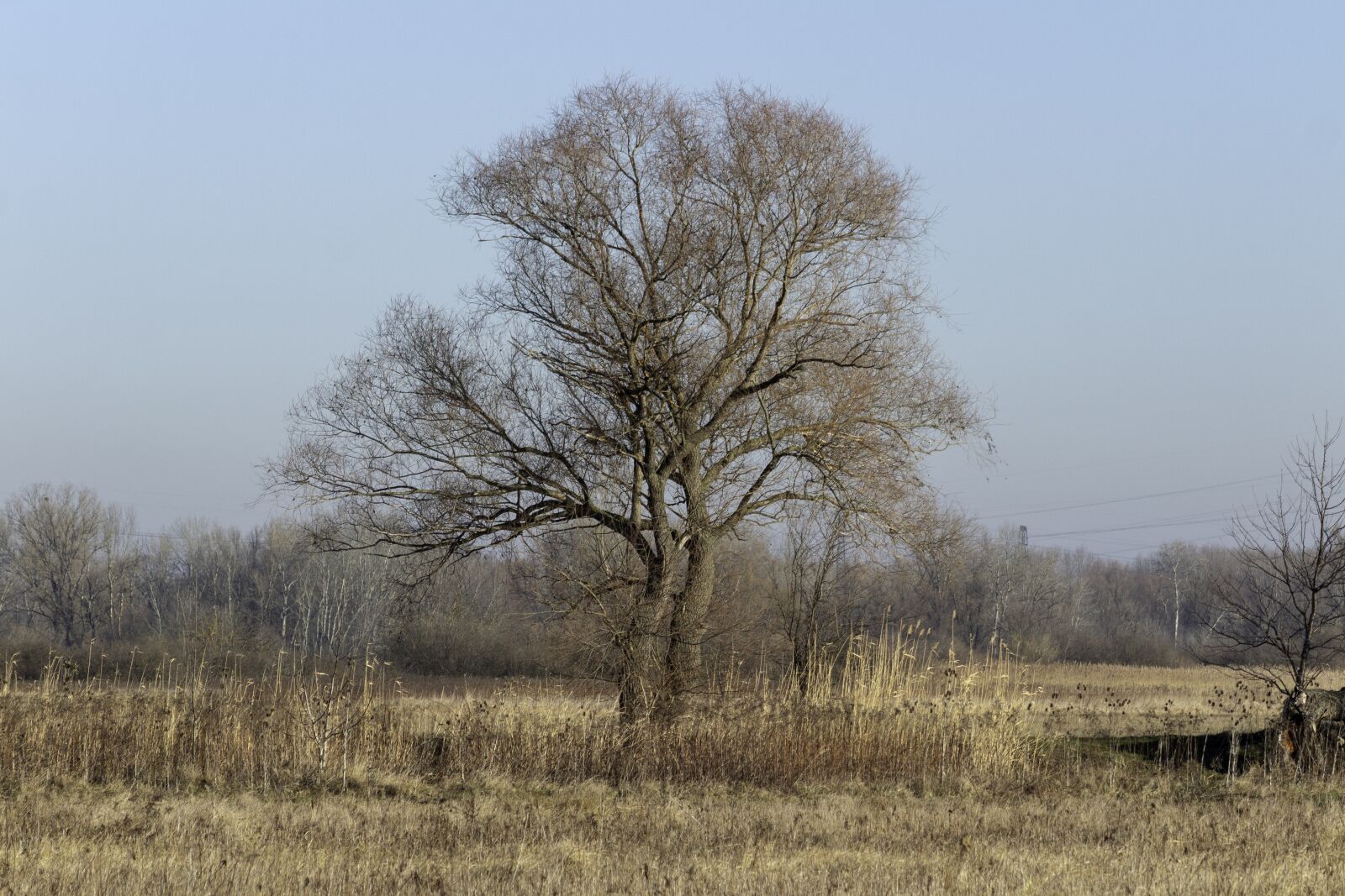 Canon EF75-300mm f/4-5.6 sample photo. Willow, wood, deciduous photography