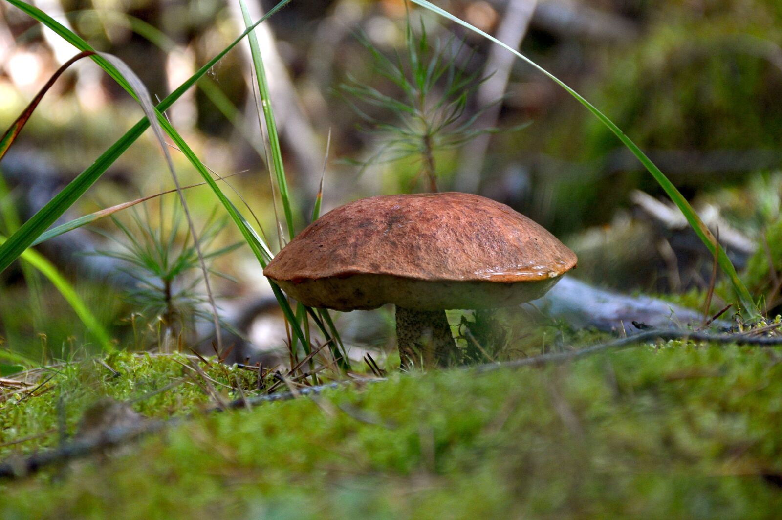 Nikon D3200 sample photo. Mushroom, greens, summer photography