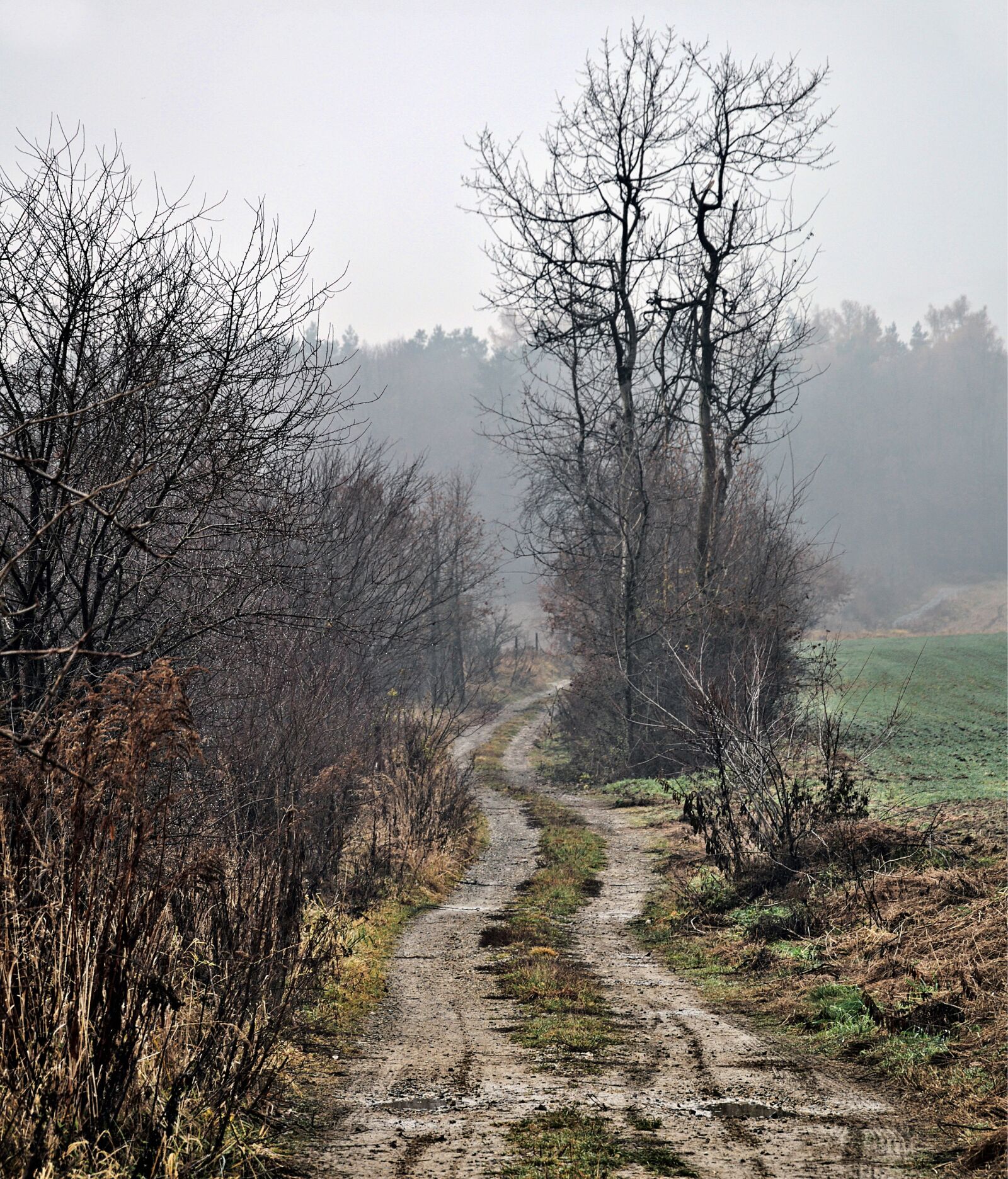 Nikon D90 sample photo. Landscape, way, tree photography