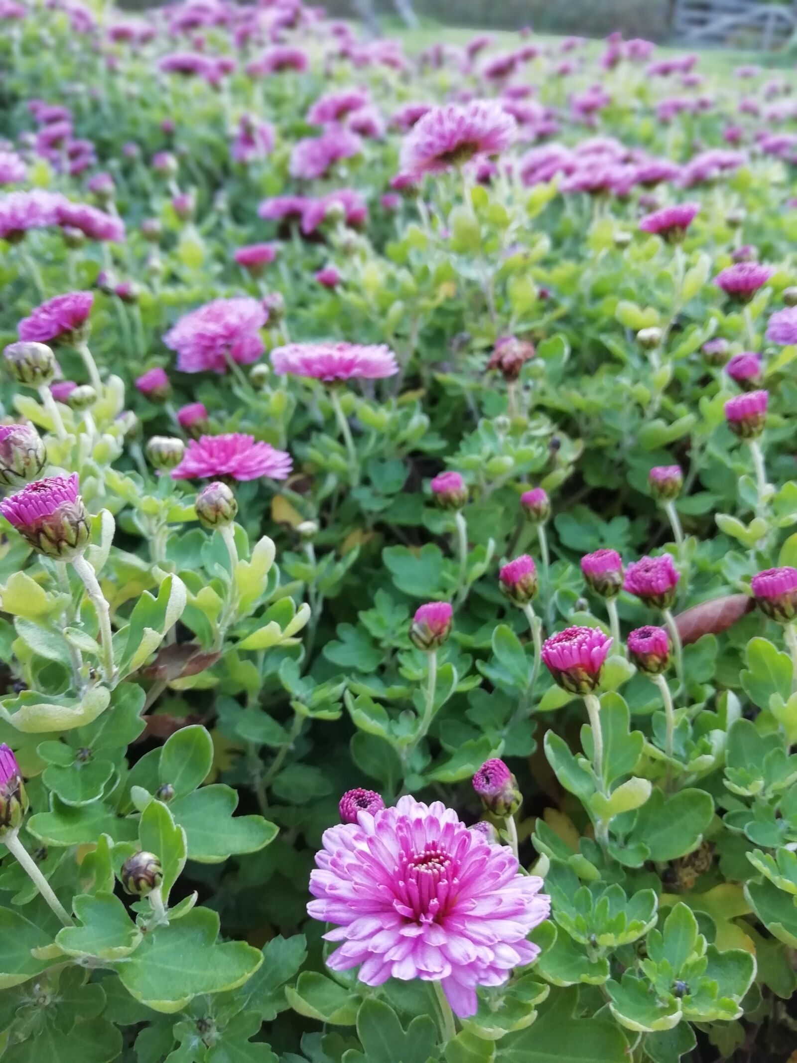 HUAWEI FIG-LX1 sample photo. Pink, garden, flowers photography
