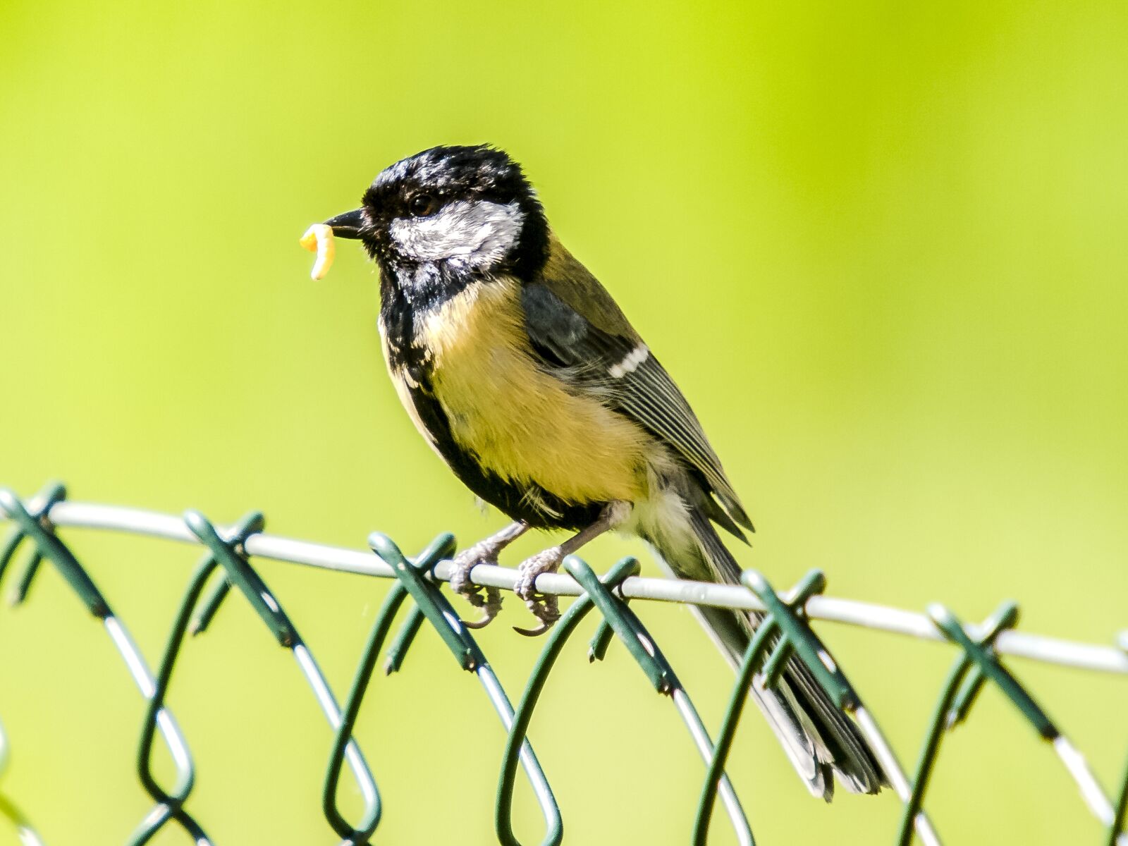 Olympus E-3 sample photo. Tit, bird, songbird photography
