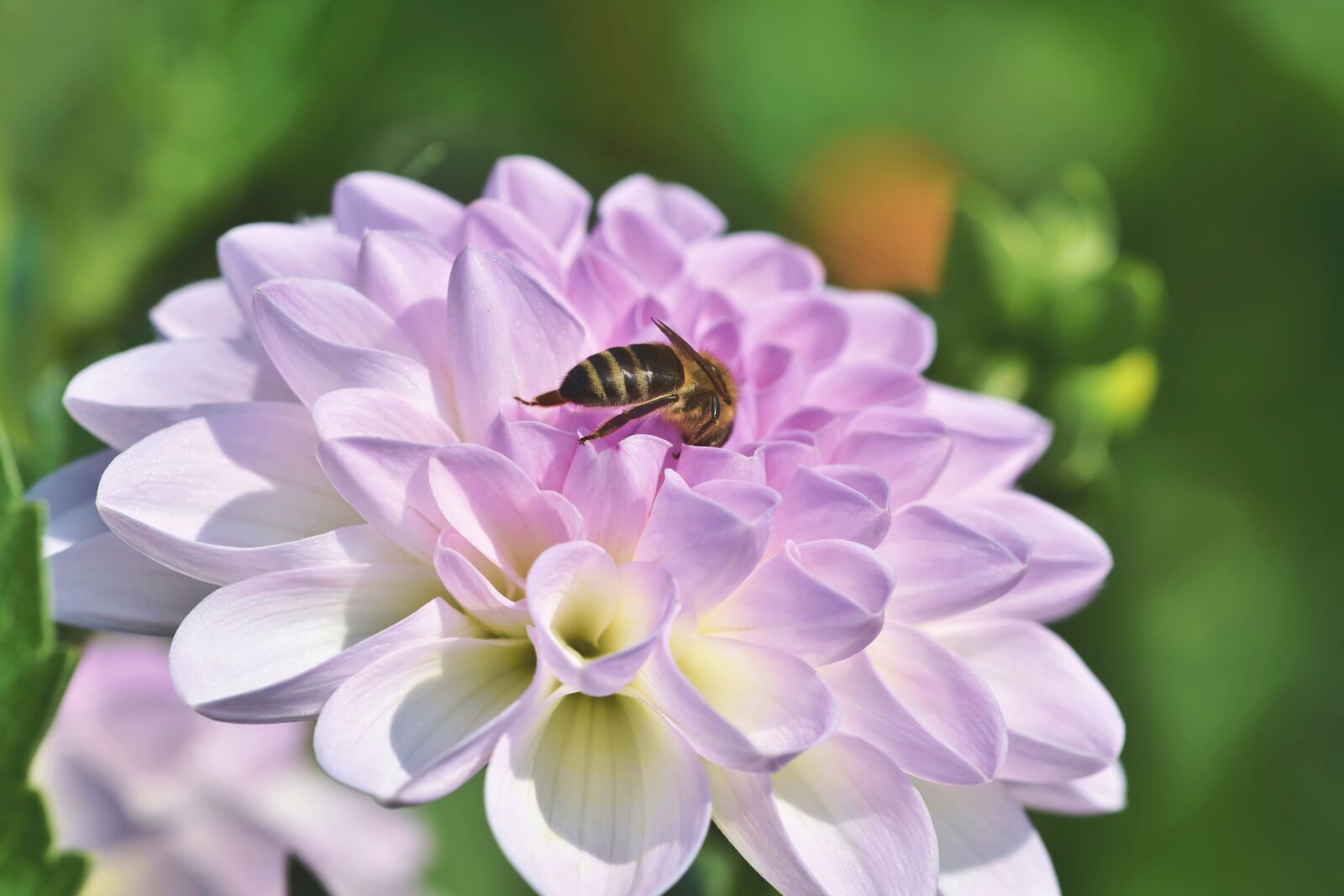 Nikon D7200 sample photo. Dahlia, bee, nectar photography