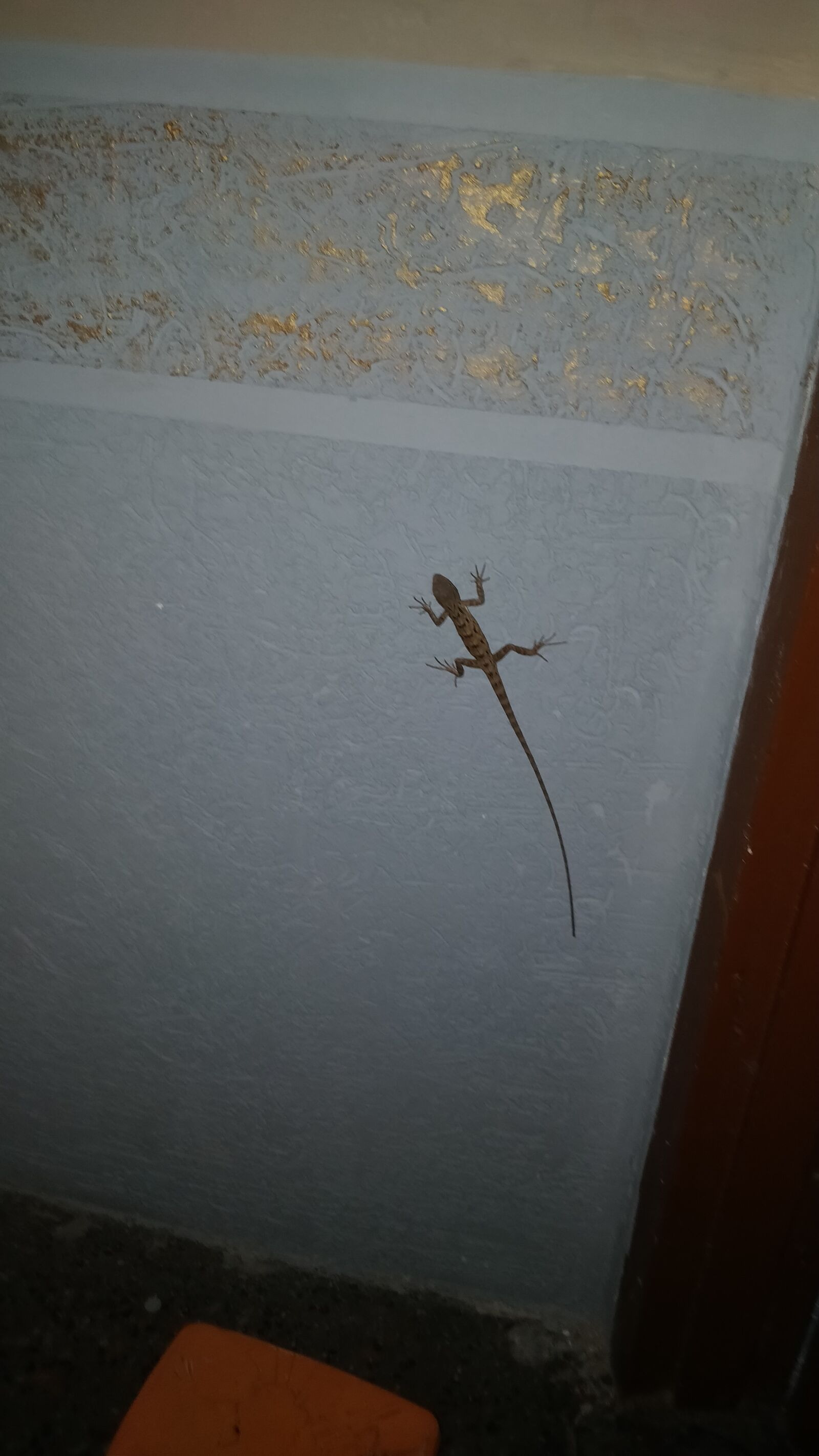 OnePlus 5 sample photo. Monitor, lizard, kid photography