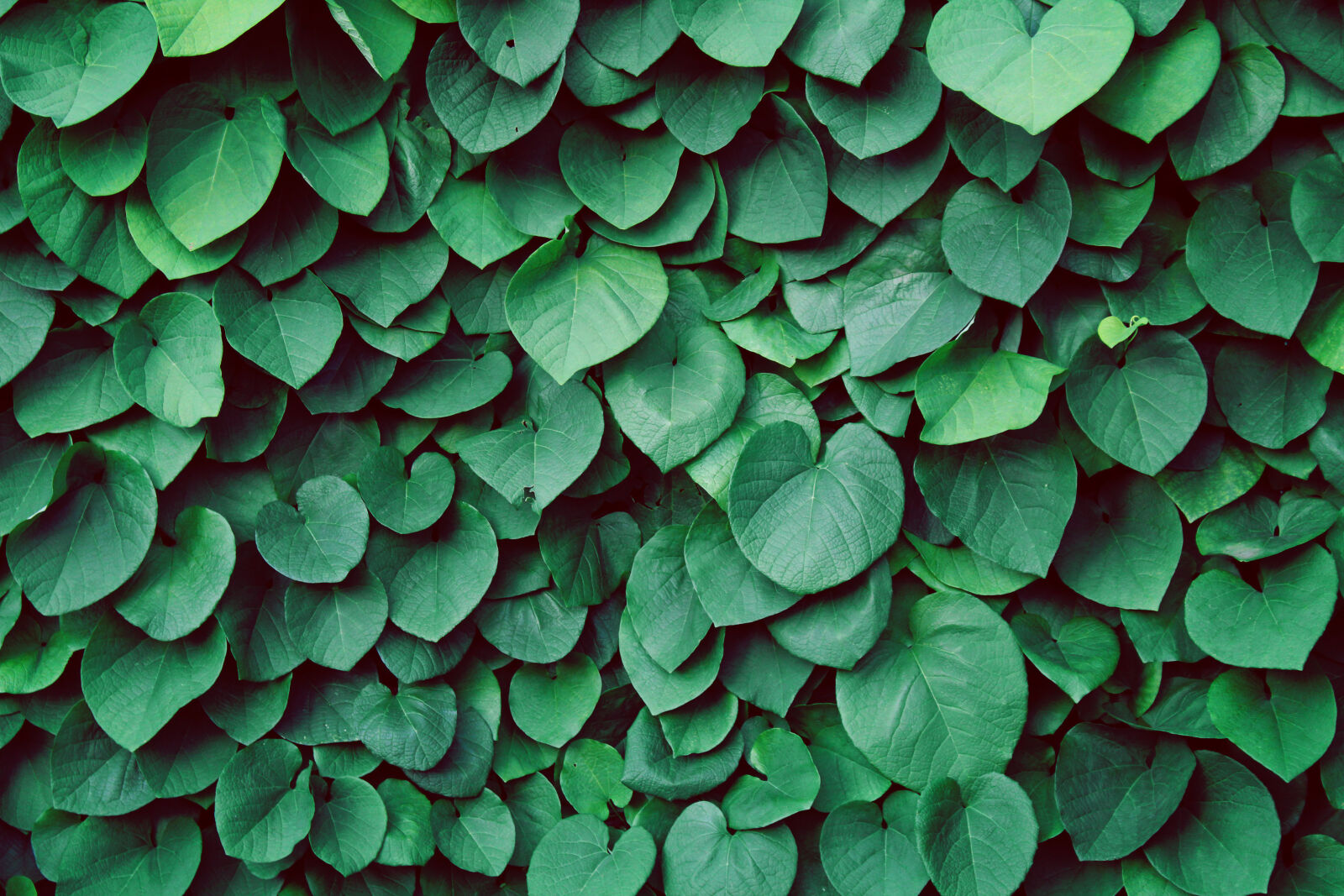 Canon EOS 1300D (EOS Rebel T6 / EOS Kiss X80) sample photo. Background, bush, garden, green photography