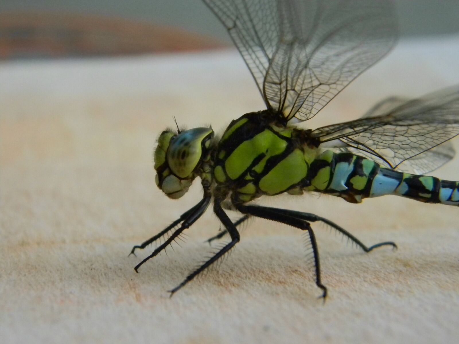 Nikon Coolpix L110 sample photo. Dragonfly, bug, pond photography