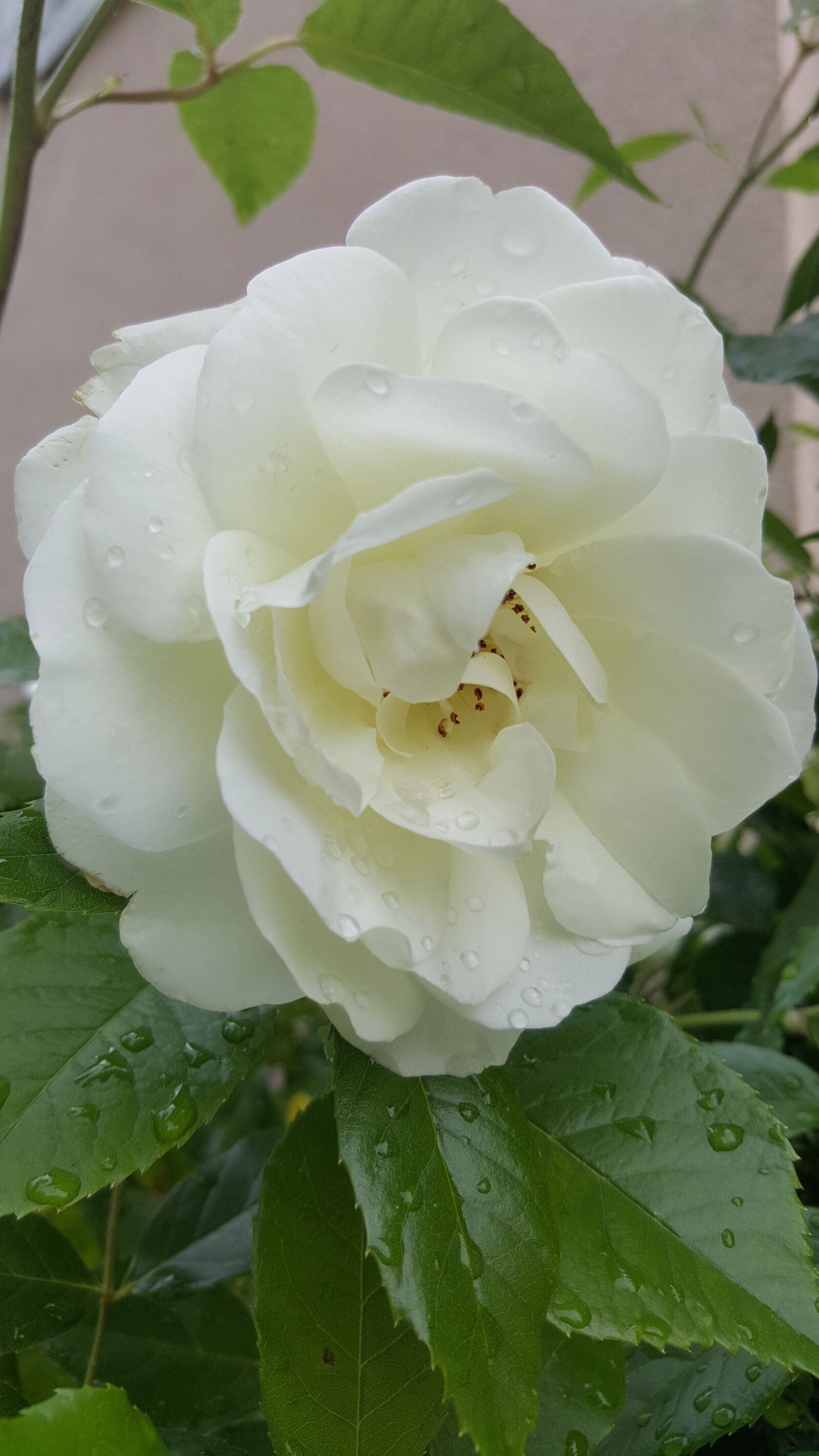 Samsung Galaxy S6 sample photo. Rose, white, white roses photography