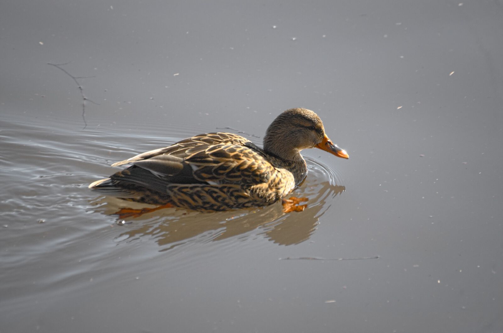 Nikon D70 sample photo. Duck, mallard, water bird photography