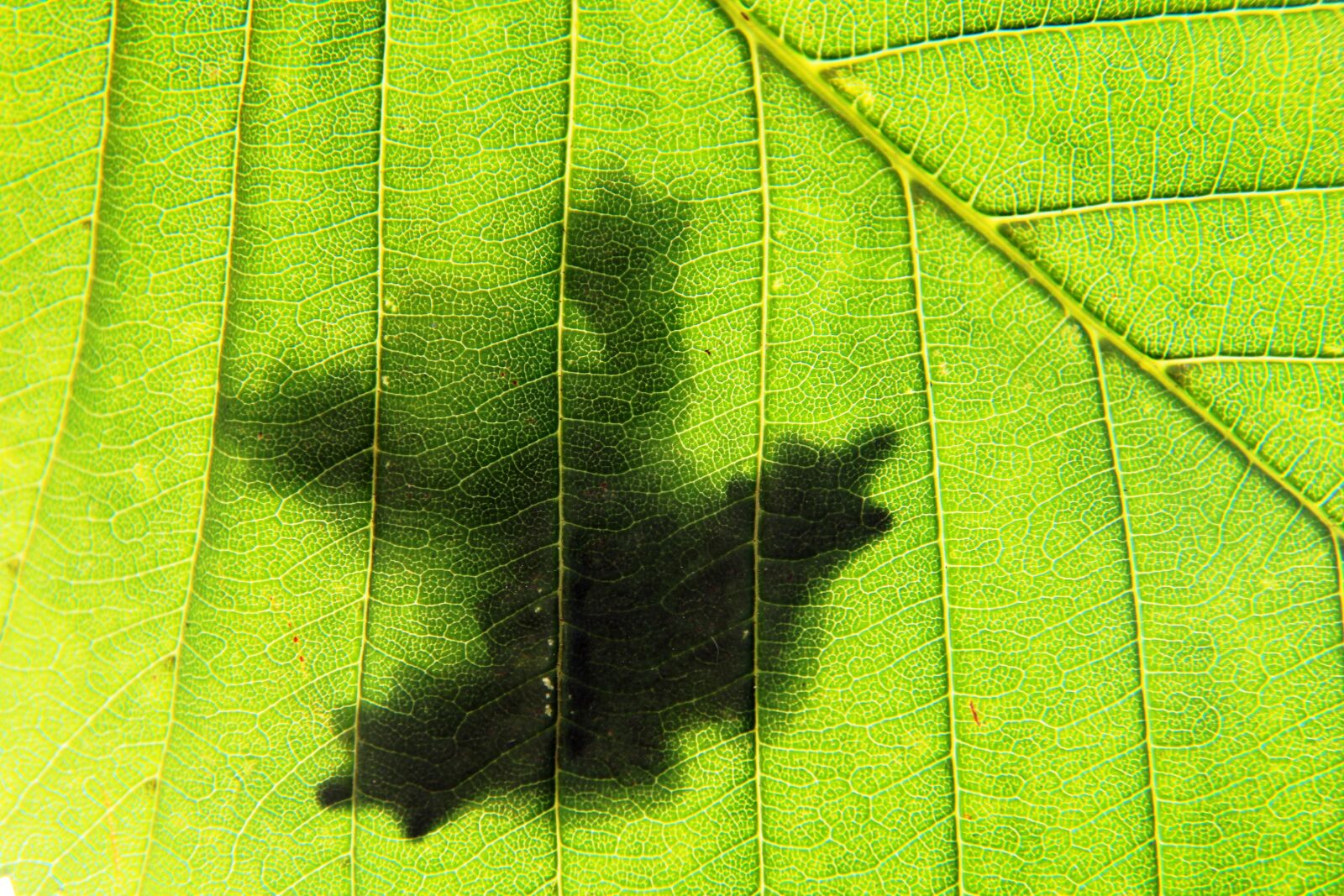 Canon EOS 2000D (EOS Rebel T7 / EOS Kiss X90 / EOS 1500D) sample photo. Frog, green, leaf photography