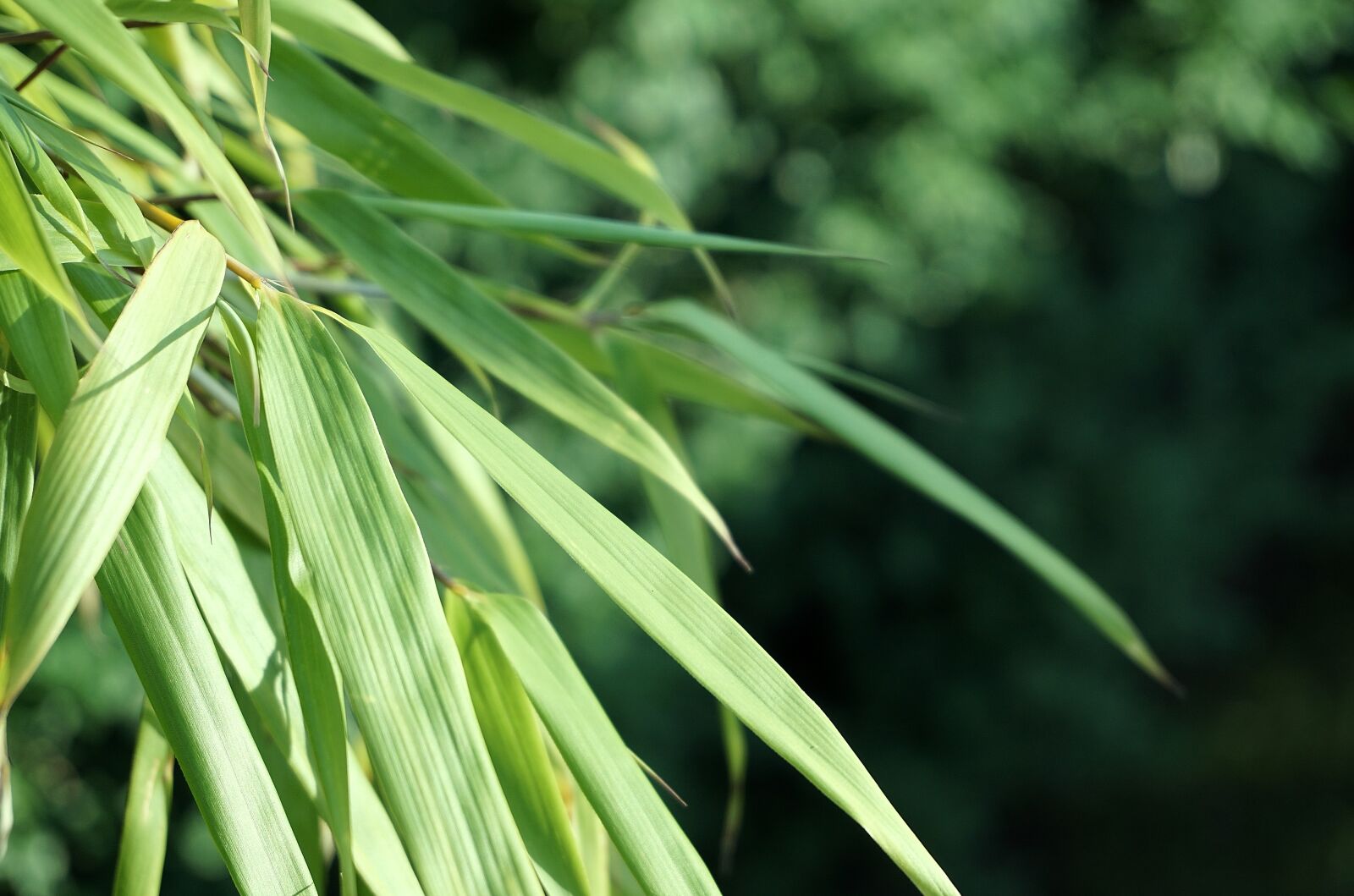 Sony a6000 sample photo. Reed, leaves, green photography