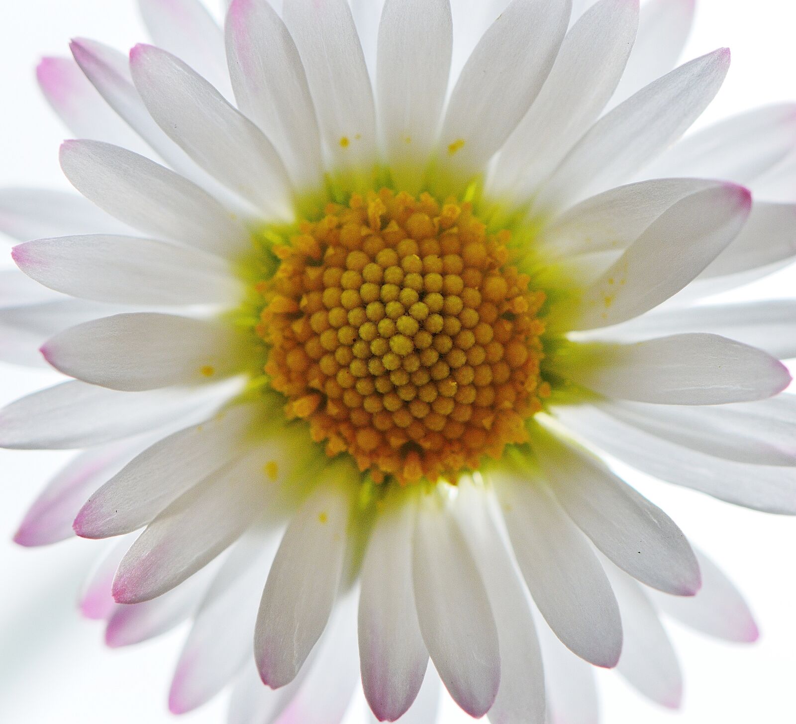 Nikon D3200 sample photo. Wildflowers, daisy, flowers photography