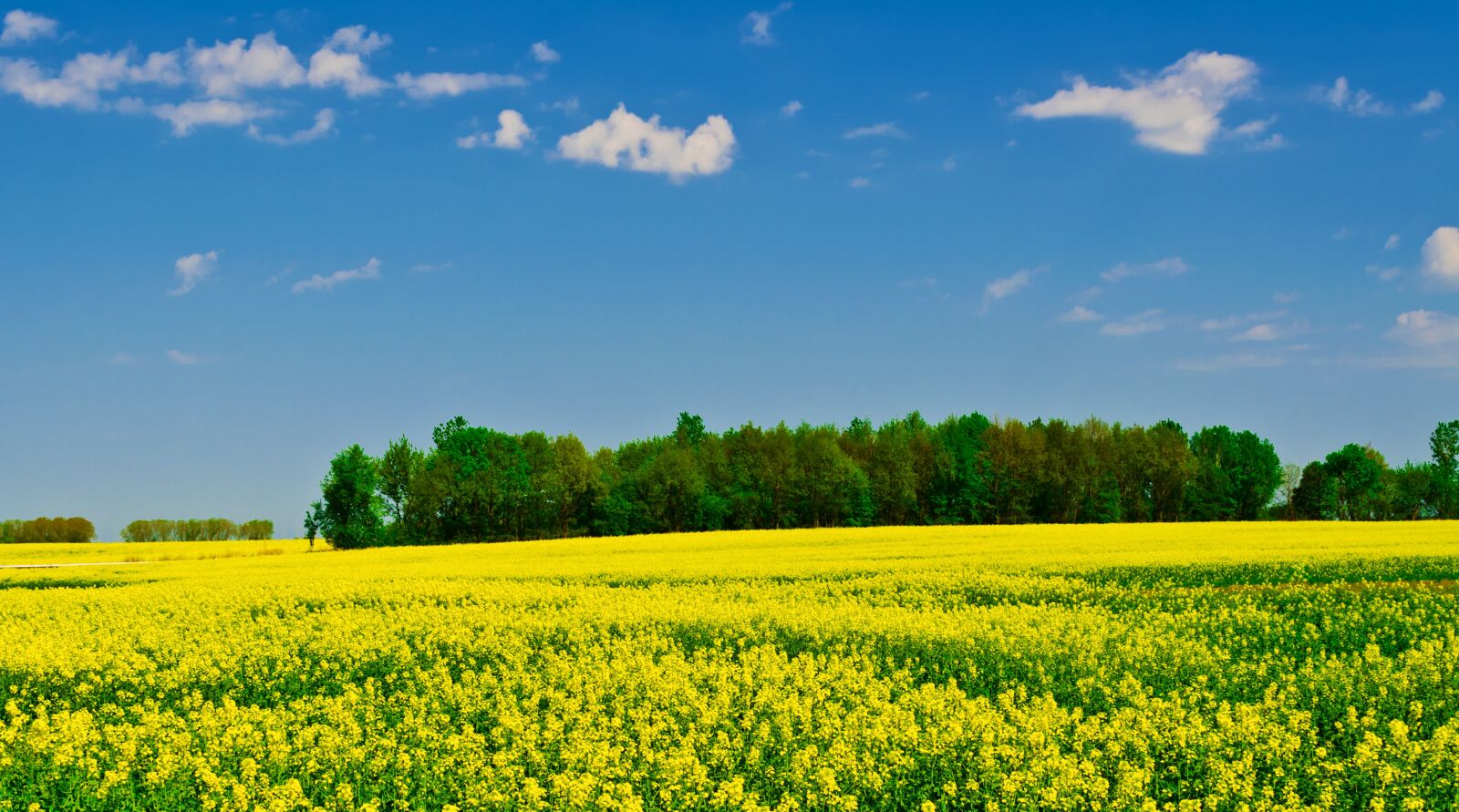 Nikon D5100 sample photo. Brandenburg, oilseed rape, landscape photography