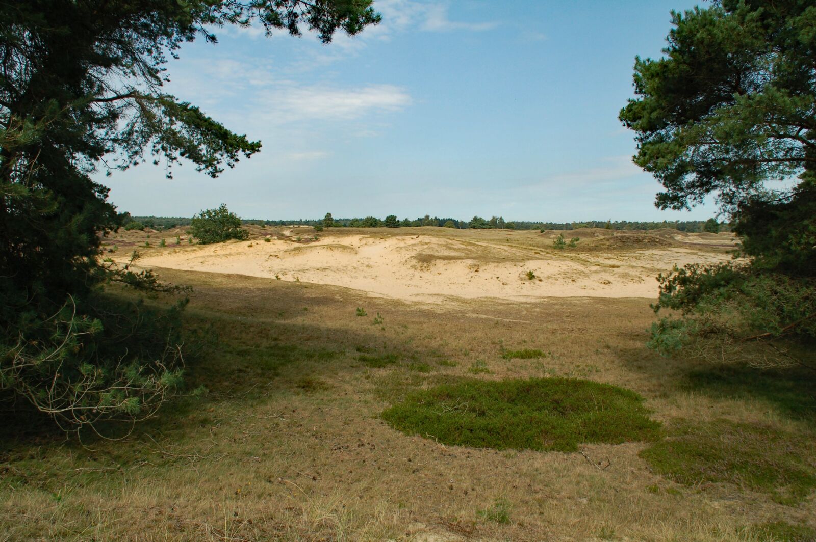 Nikon D50 sample photo. Nature, appelscha, netherlands photography