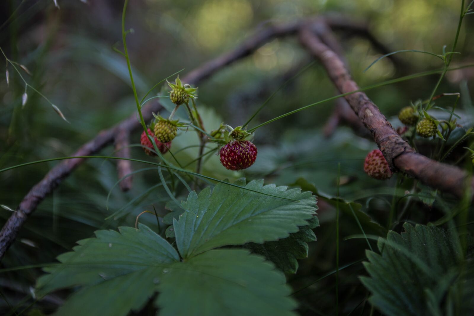 Canon EOS 6D + Canon EF 17-40mm F4L USM sample photo. Wild strawberry, forest, berry photography