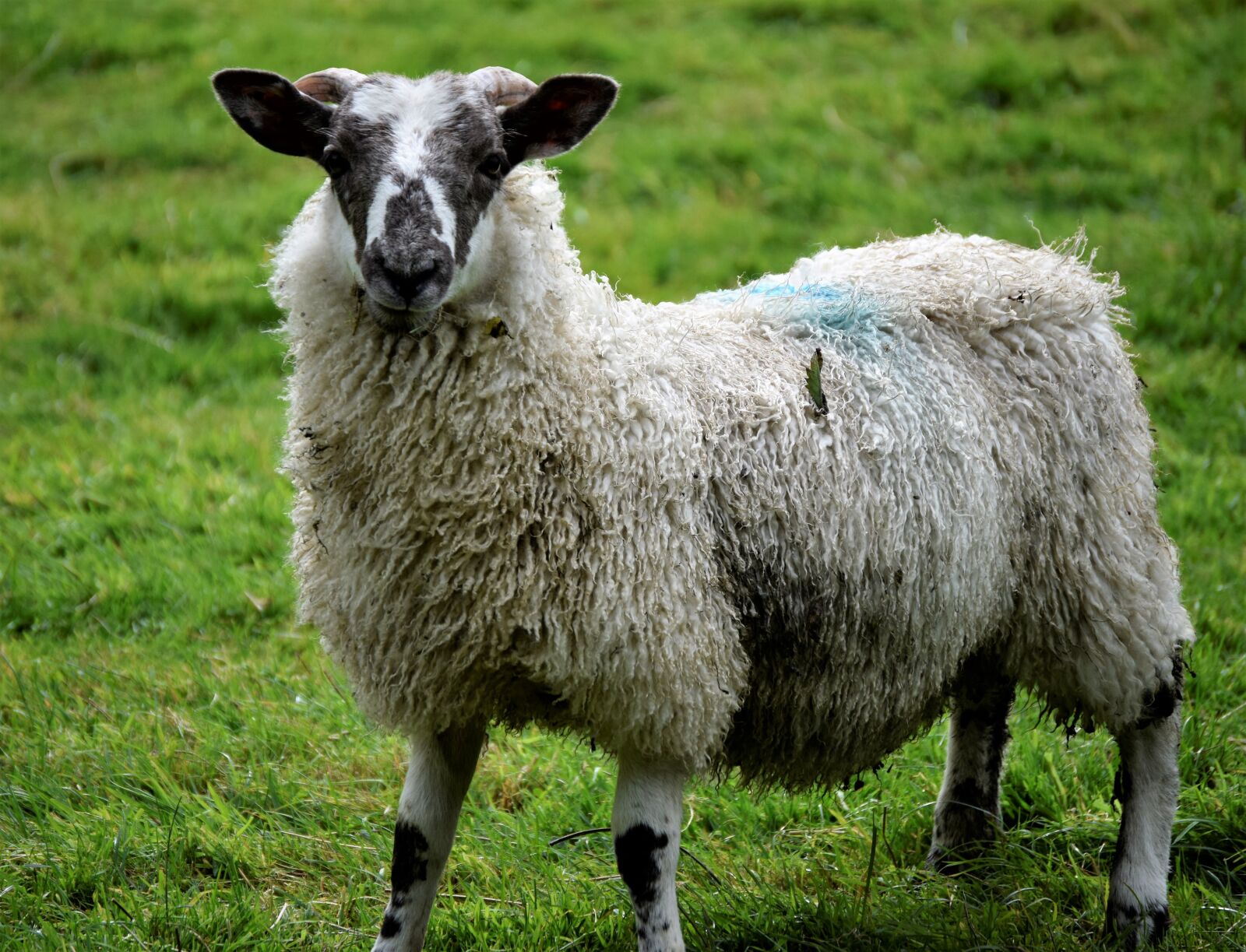 Nikon D3300 sample photo. Sheep, animal, lamb photography
