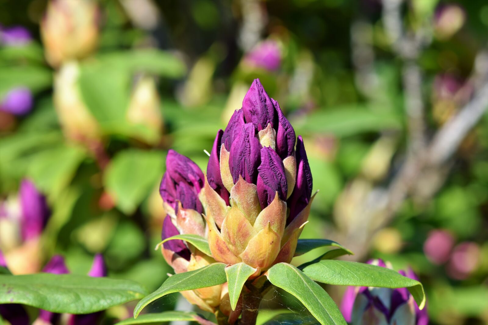 Nikon D7200 sample photo. Rhododendron, rhododendron buds, rhododedron photography