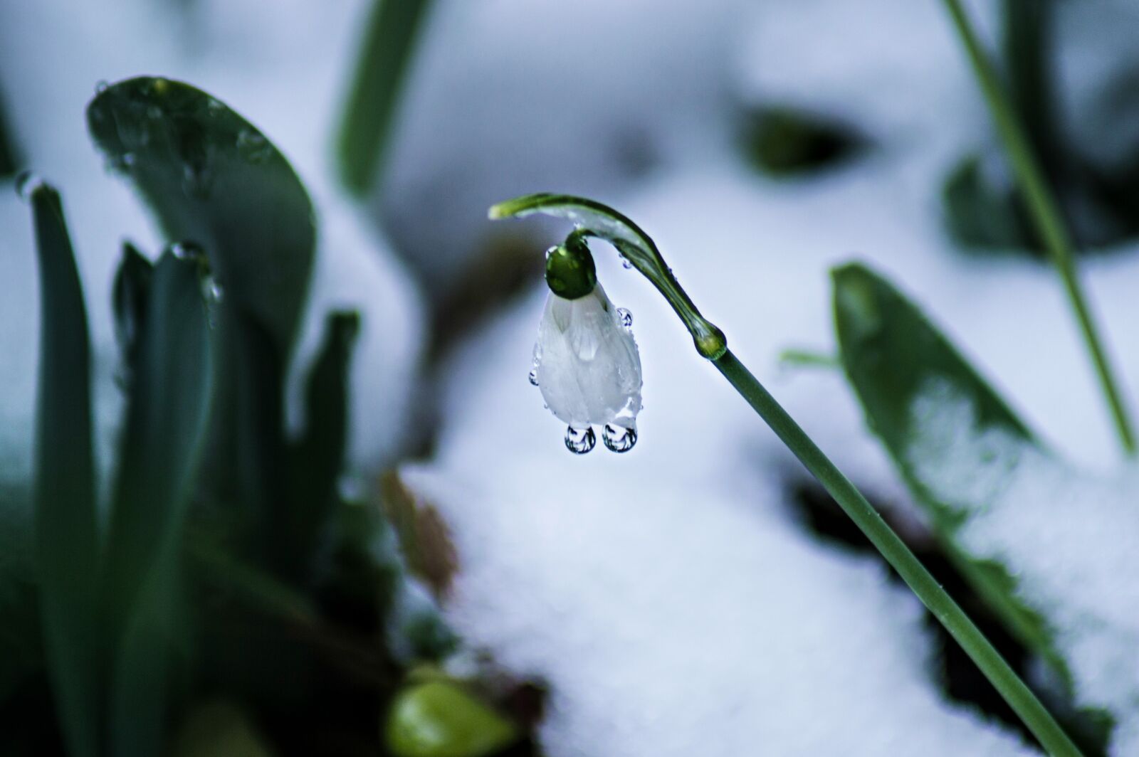 Nikon D3200 sample photo. Leaf plants, nature photography