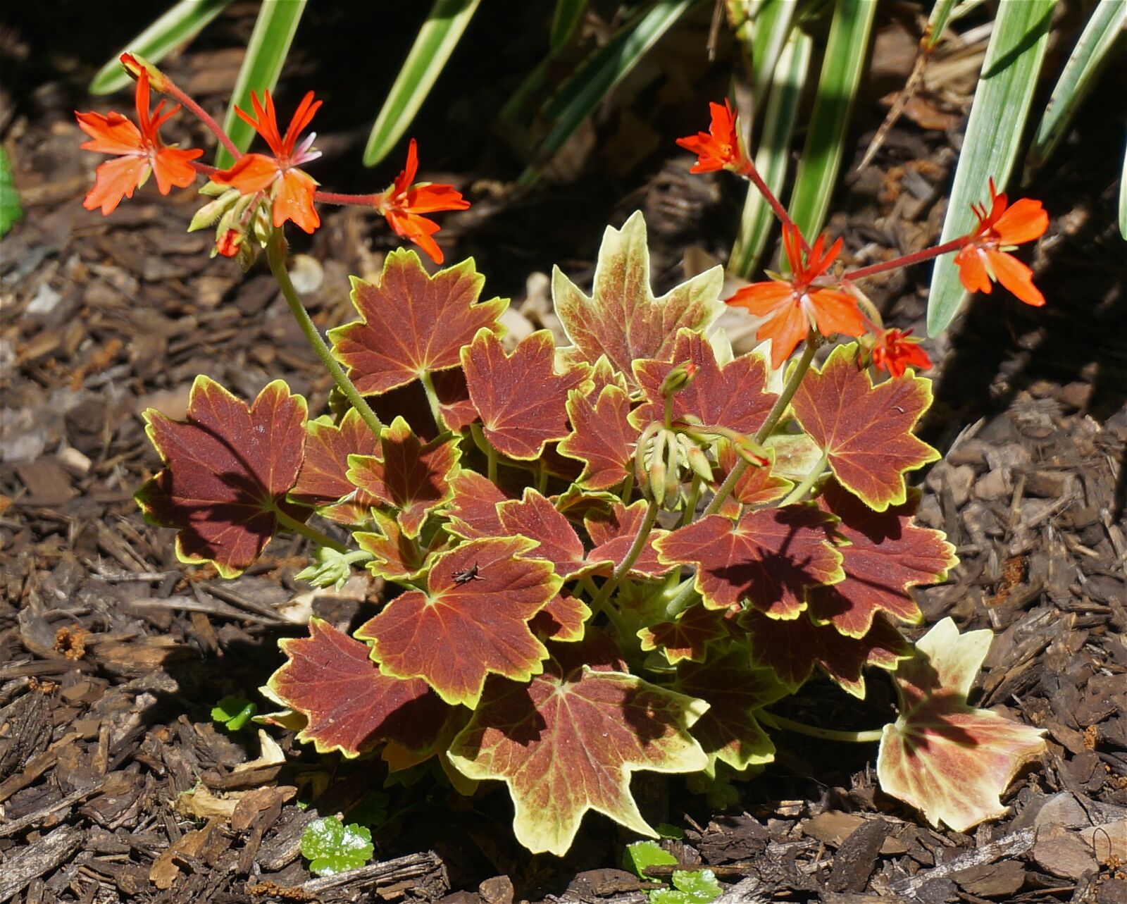 Sony Alpha NEX-5T sample photo. Hybrid variegated geranium, plant photography
