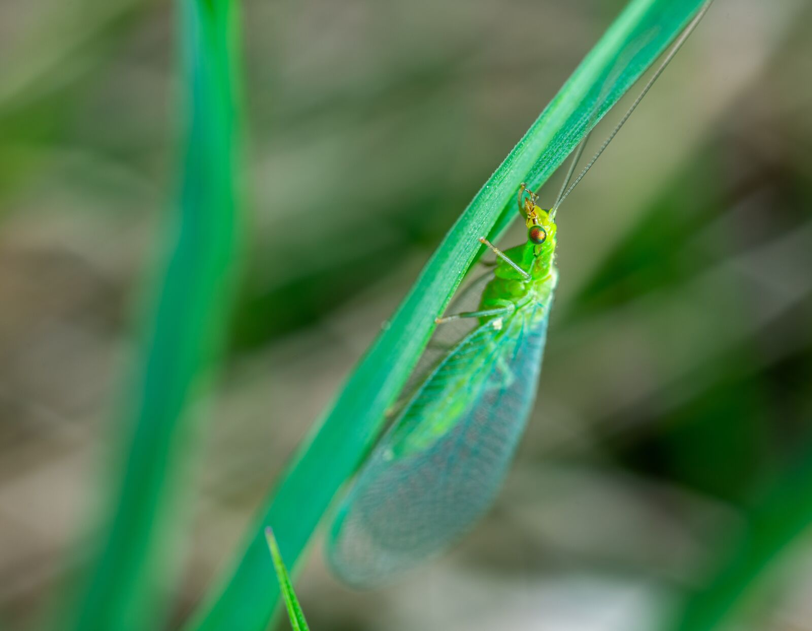 #124 65/2.8 sample photo. Zlatovlaska, insect, macro photography