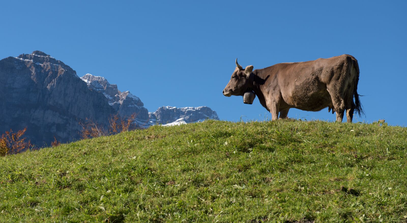 Nikon D750 sample photo. Mountains, alpine, cow photography
