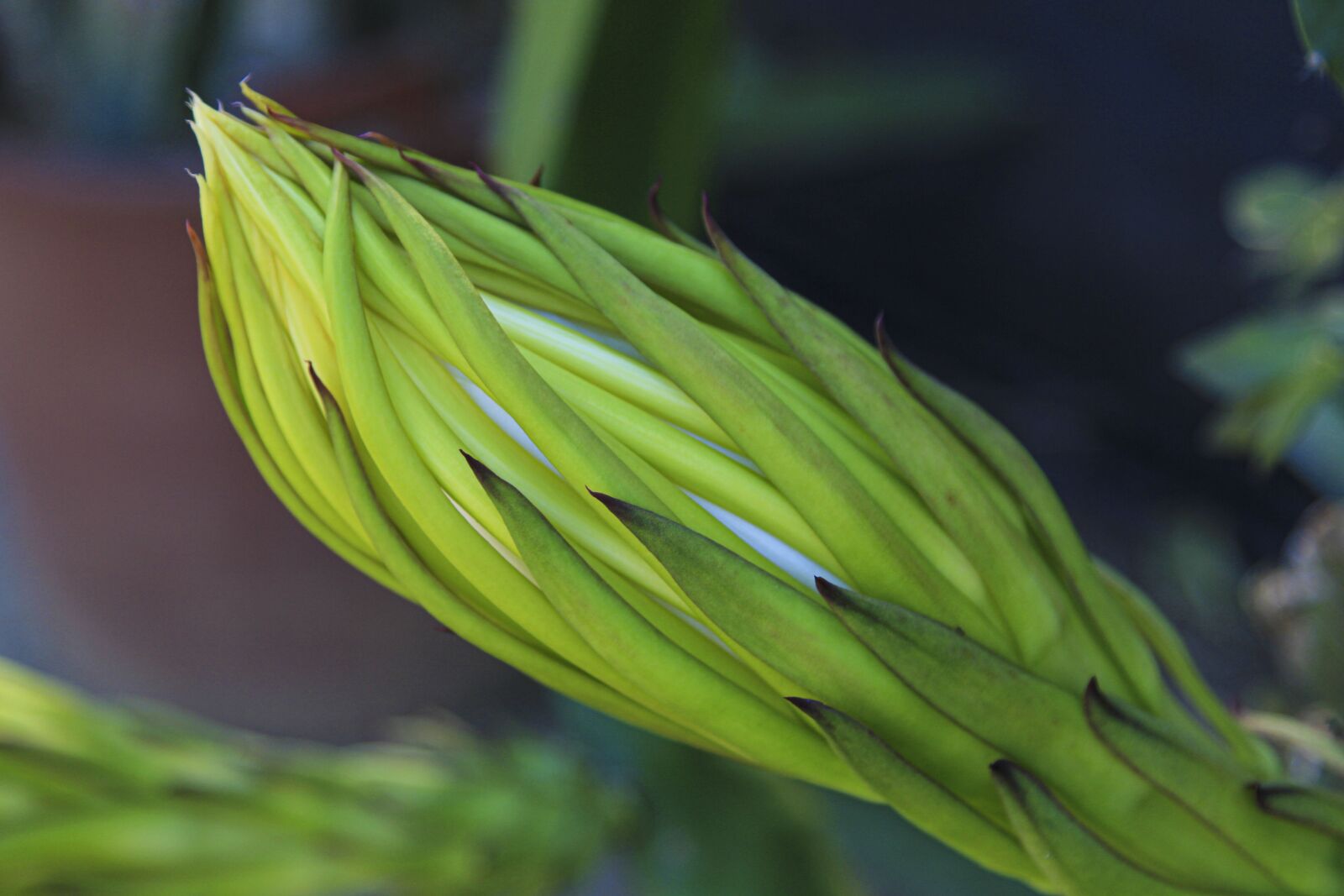 Canon EOS 60D + Canon EF 24-105mm F4L IS USM sample photo. Bud, flower, dragon fruit photography