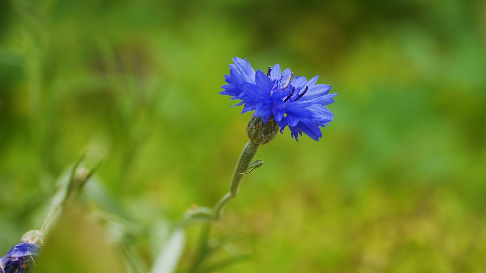 Panasonic Lumix DMC-GH3 sample photo. Wildflower, flowers, petal photography