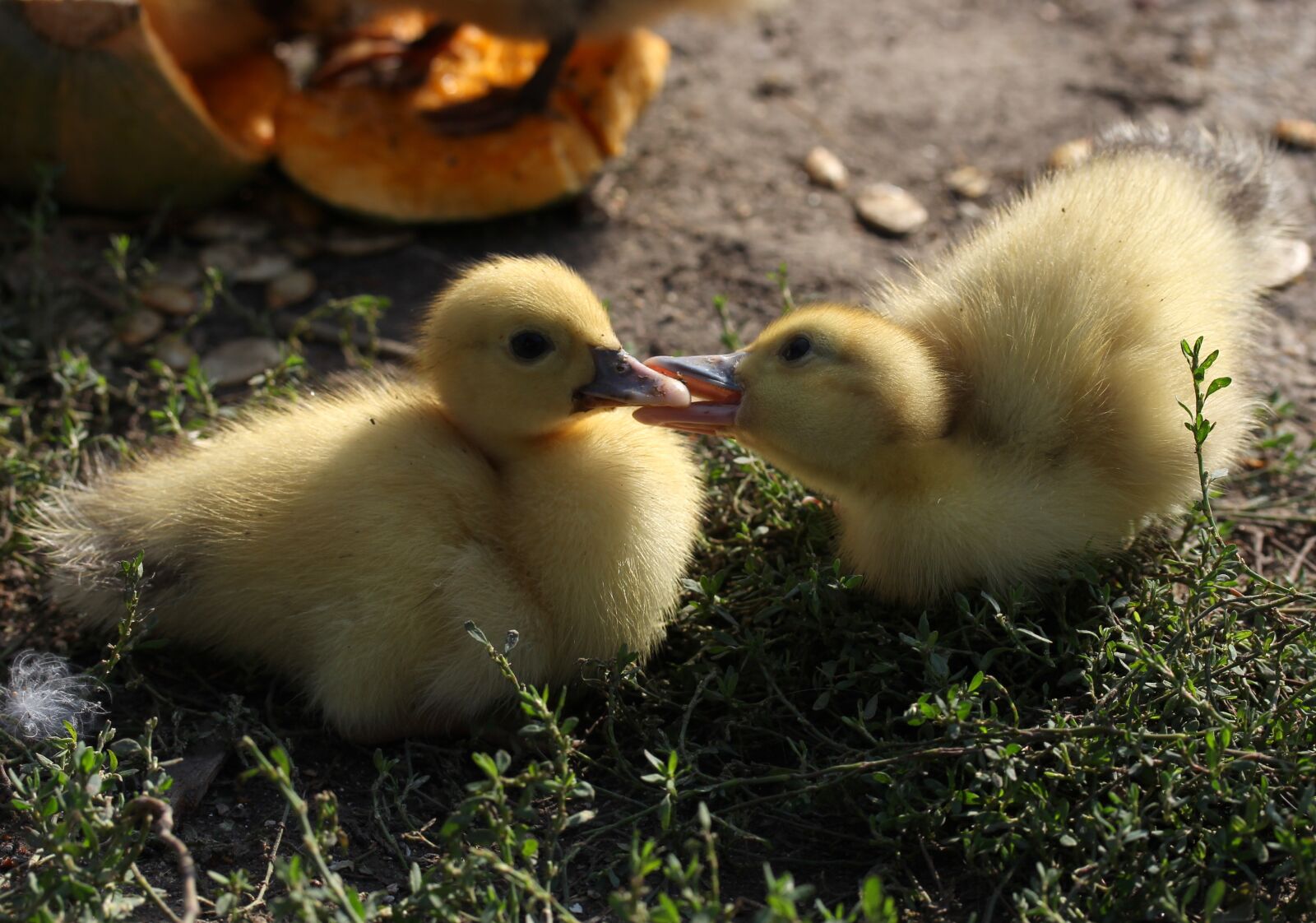 Canon EF-S 60mm F2.8 Macro USM sample photo. Duckling, fluffy, cute photography