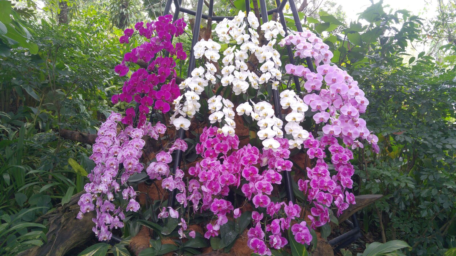 LG G4 sample photo. Orchid, plant, orchid flower photography