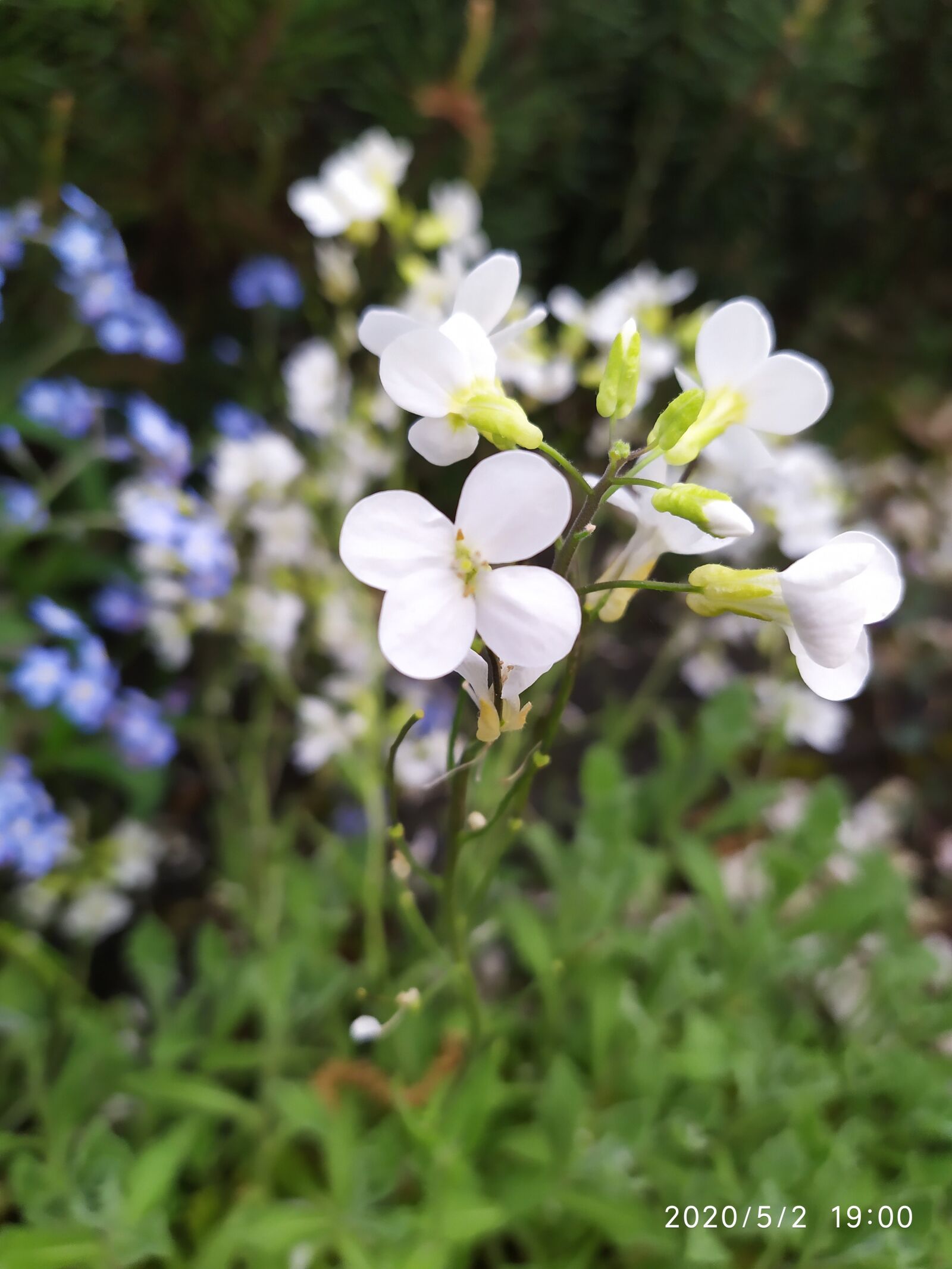 Xiaomi Redmi Note 7 sample photo. Kwiat, biały, wiosna photography