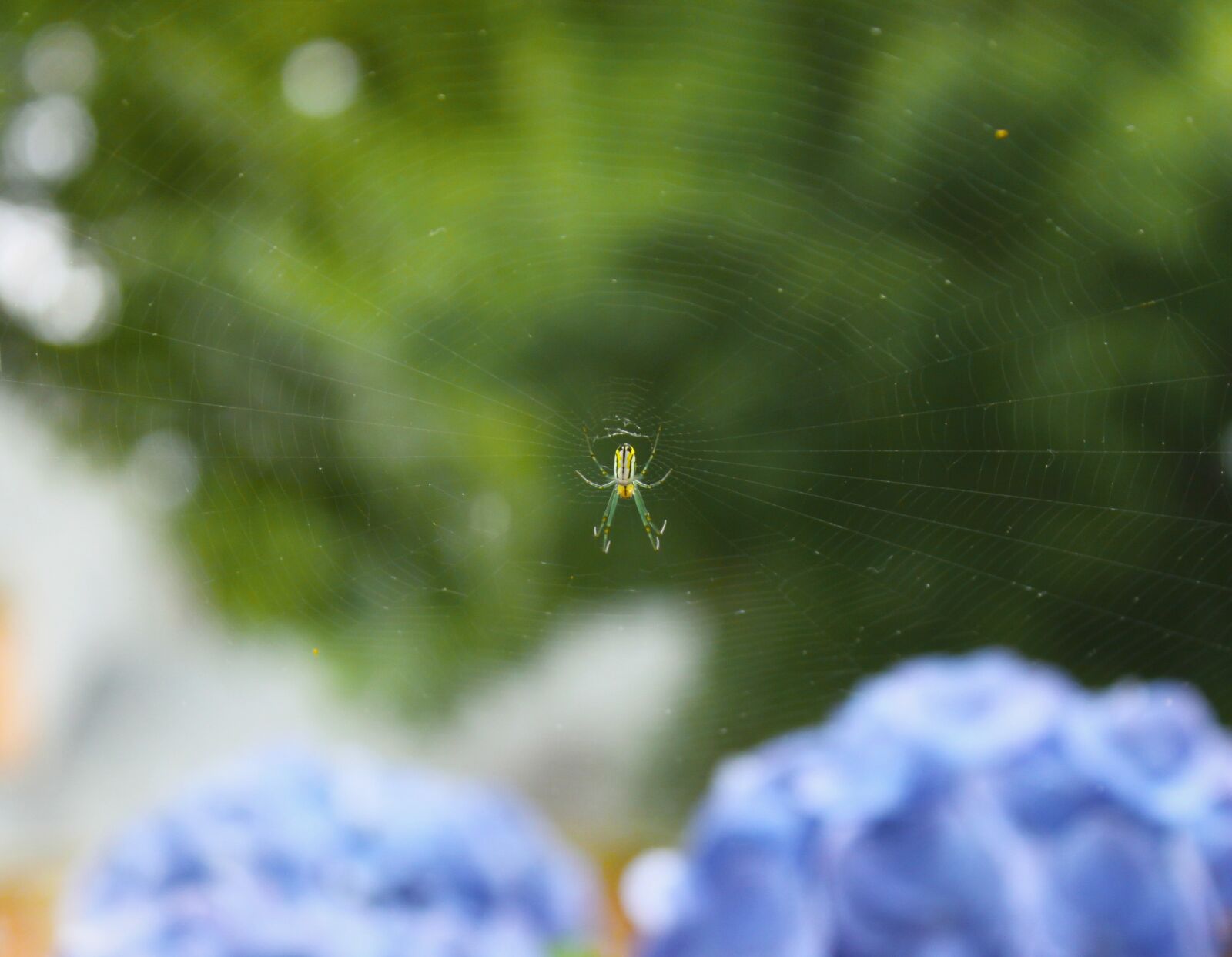 Canon EOS 500D (EOS Rebel T1i / EOS Kiss X3) + Canon EF-S 18-55mm F3.5-5.6 IS sample photo. Spider, spider, web, spiders photography