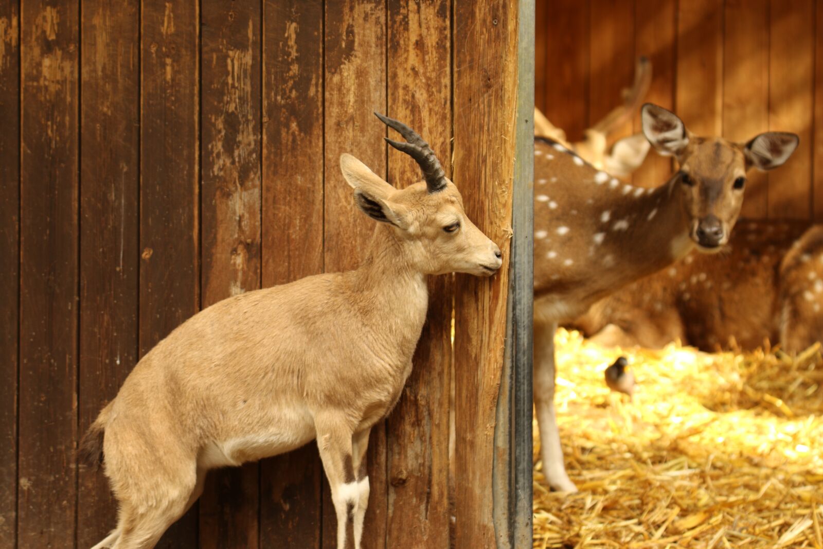 Canon EOS 7D Mark II sample photo. Gazelle, young, dear photography
